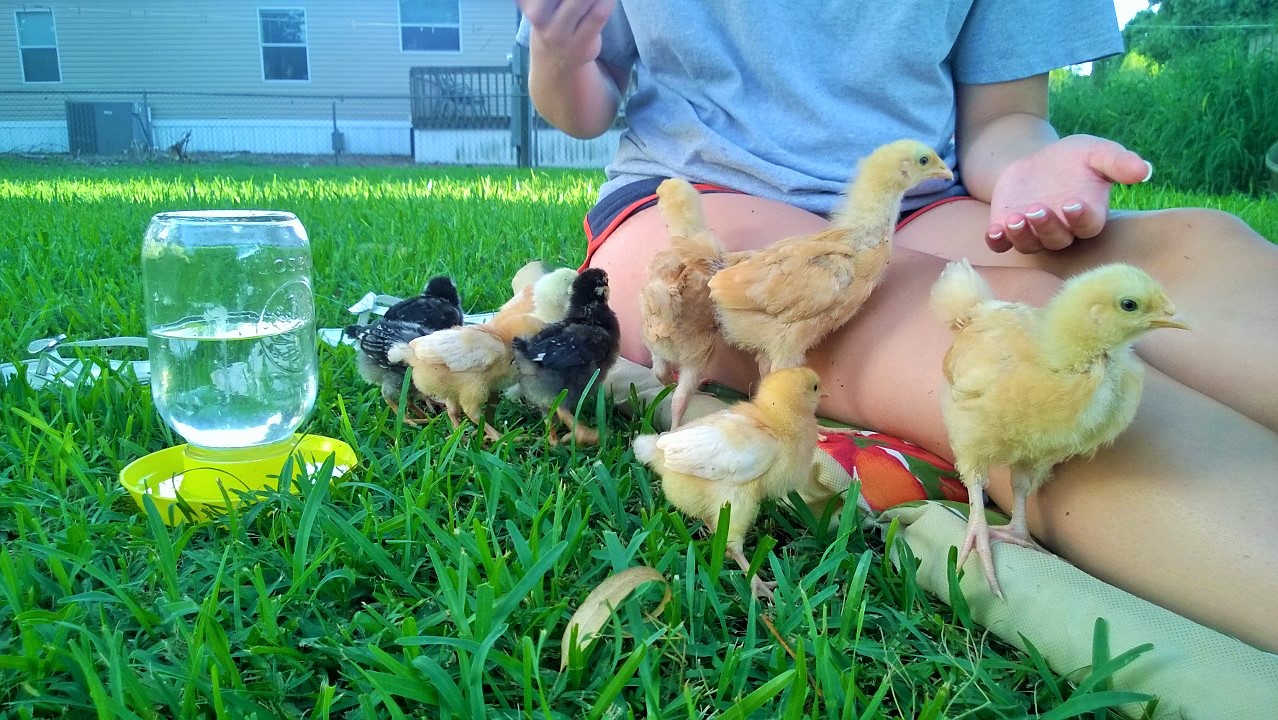 First time out side! They didn't know what to think about the grass. We have a mixed flock. 3 Wyandotte(2 Weeks Old), 3 Golden Sex Links(2 Weeks Old), 3 Buff Orrington(3 Weeks Old), and the Silkie Bantam(1 Week Old).