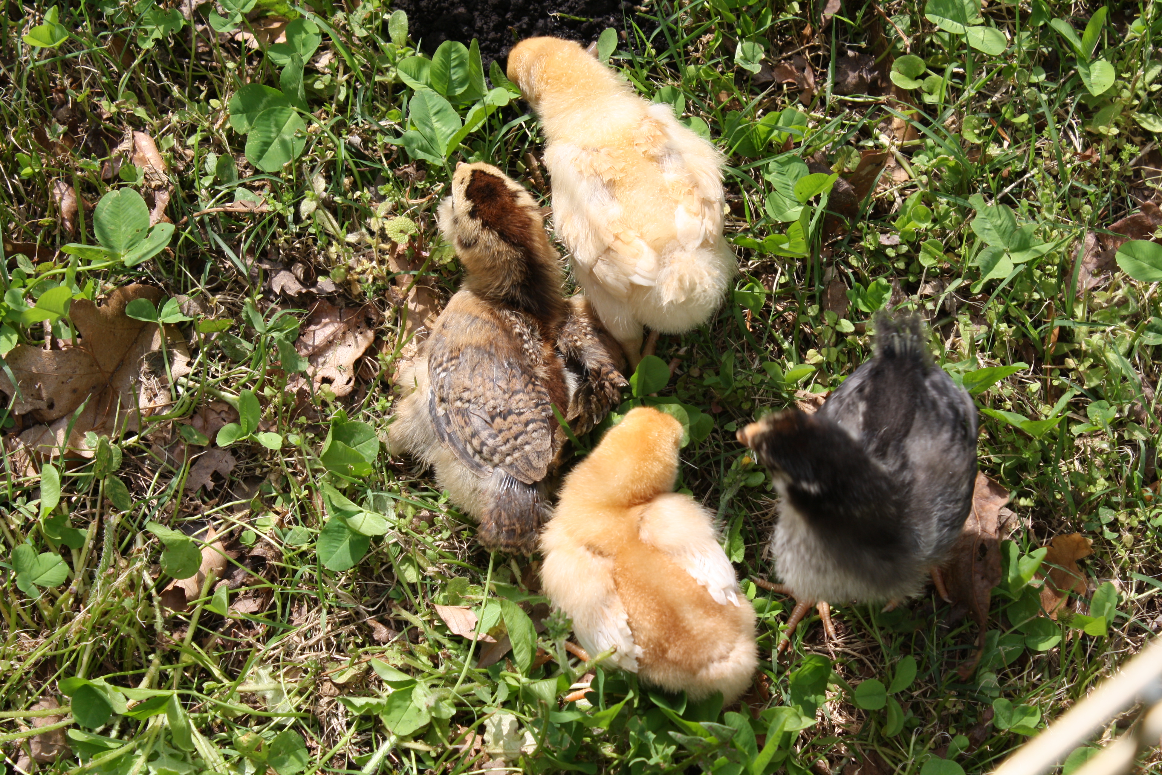 First time outside. April 1, 2012