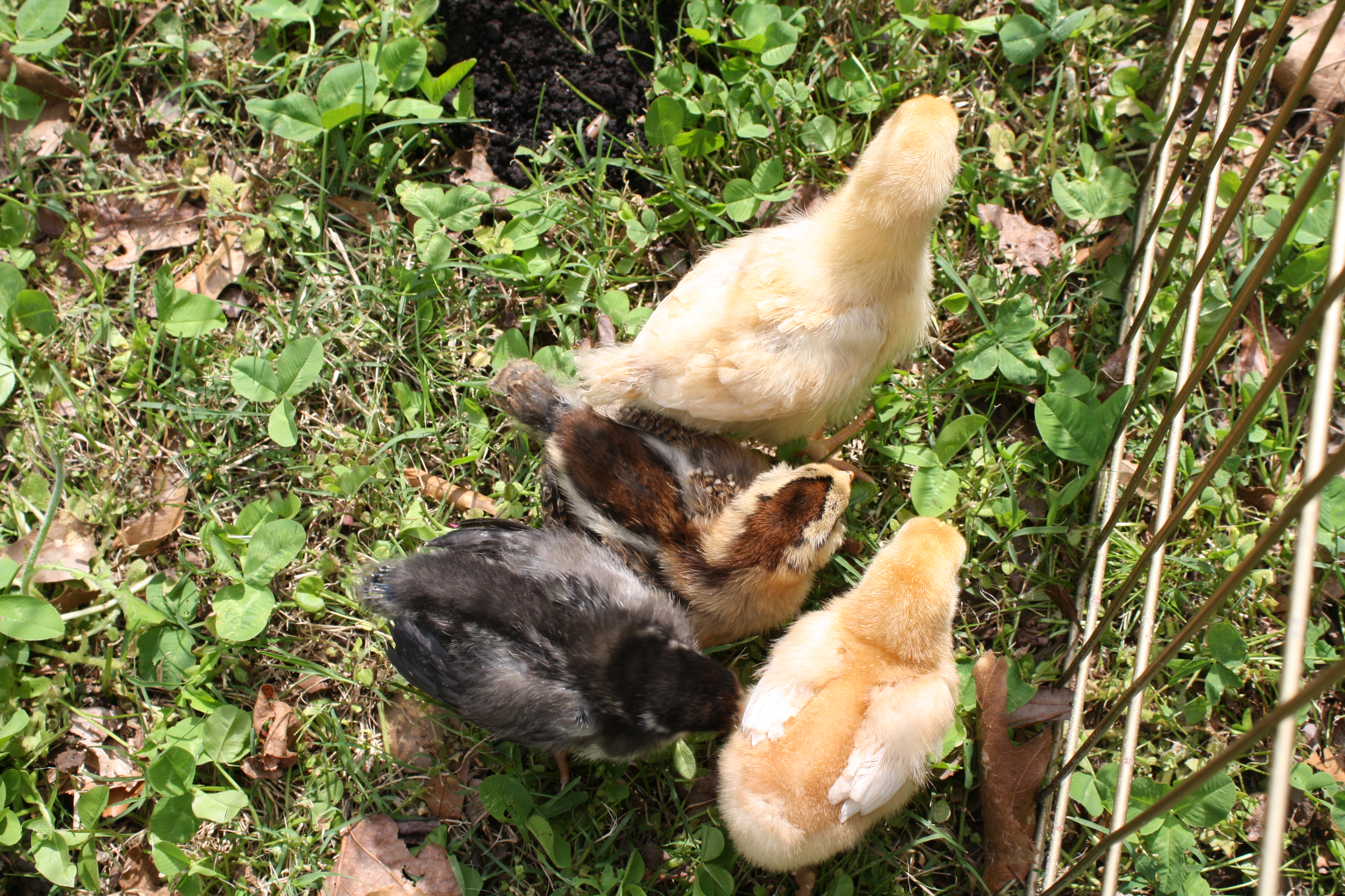 First time outside. April 1, 2012