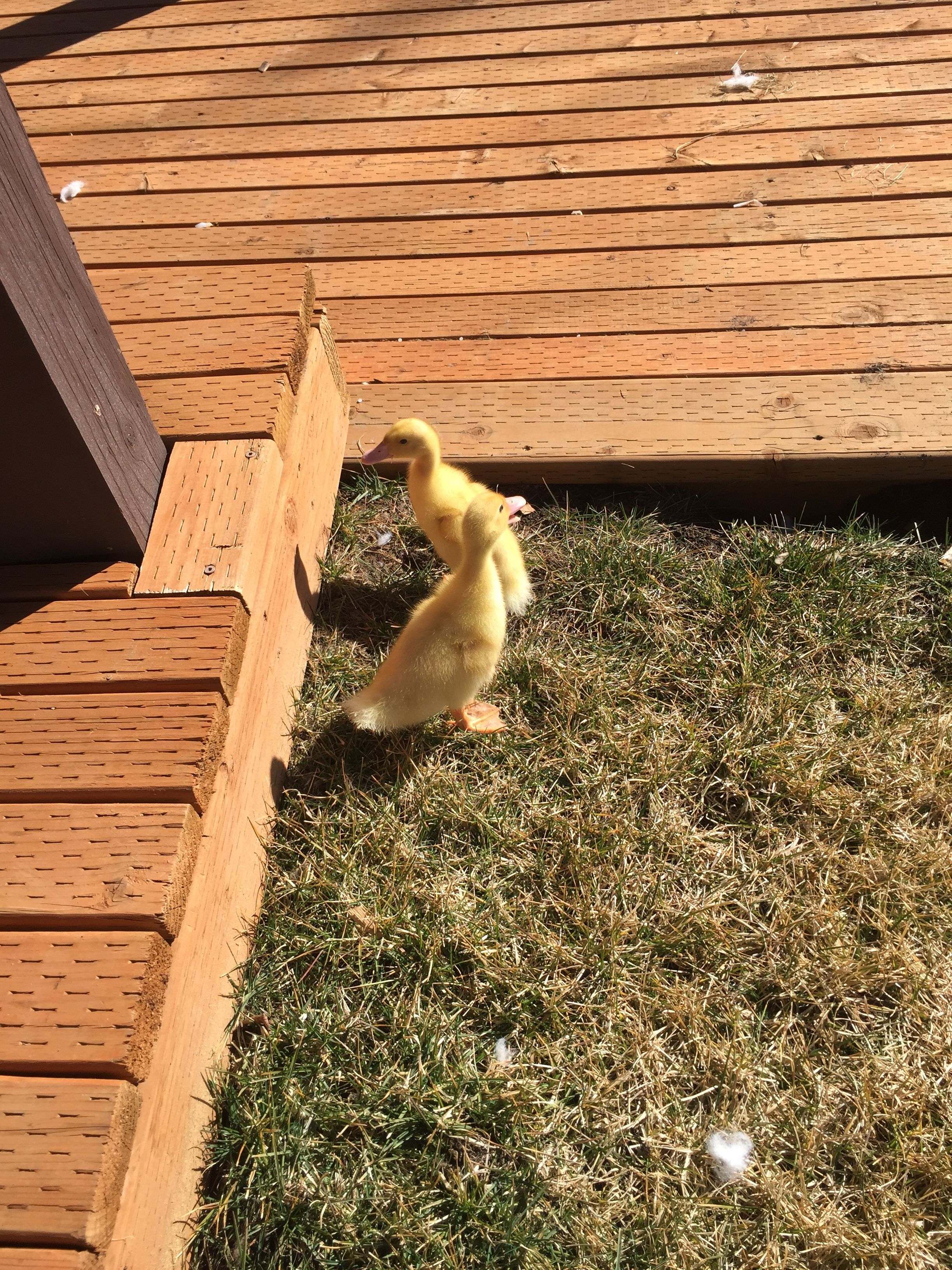 First time outside checking out the yard