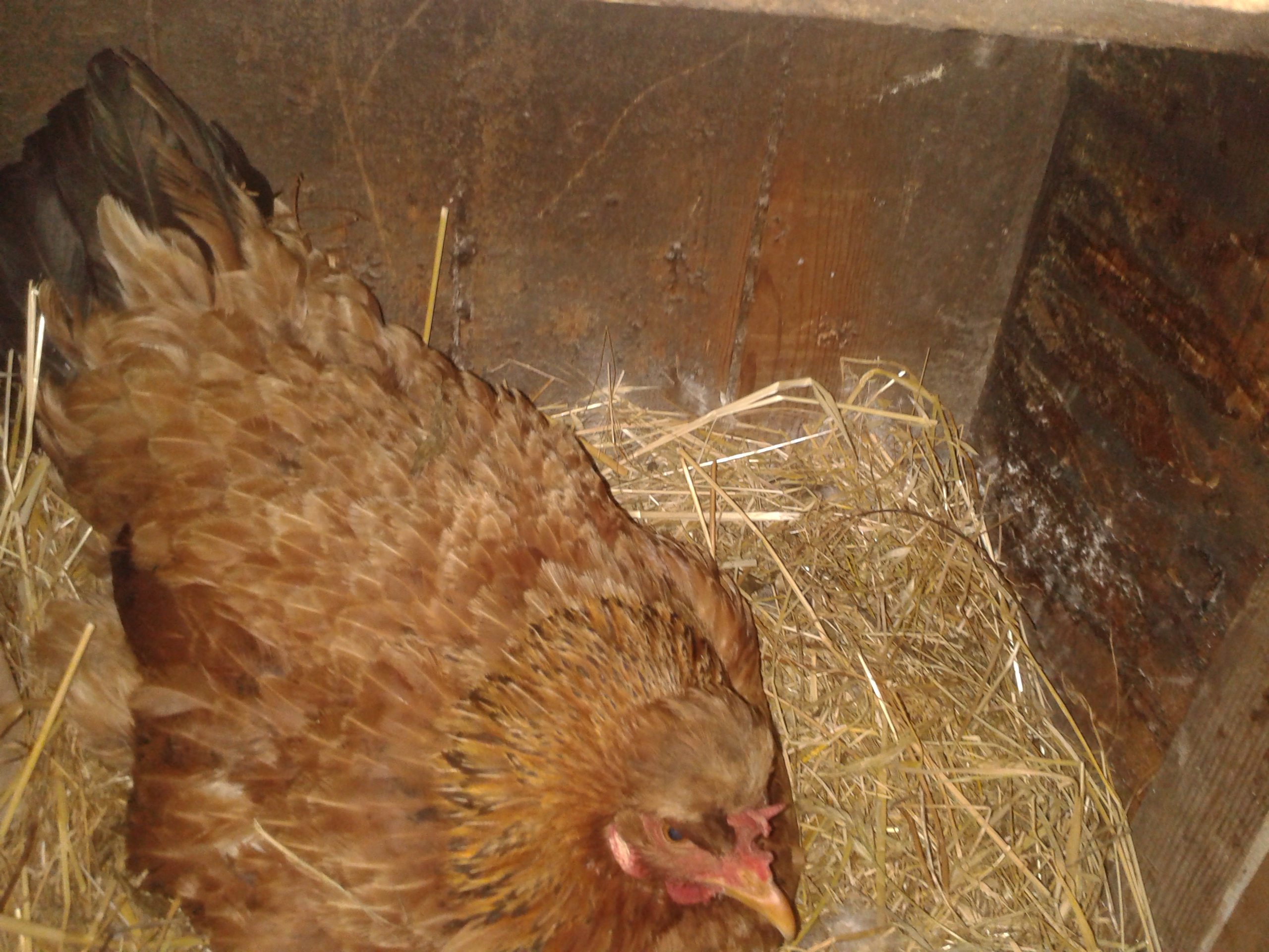 First time she went broody. Hope she is a good mother. She has about 10 days sitting on 15 eggs I choose for her.
