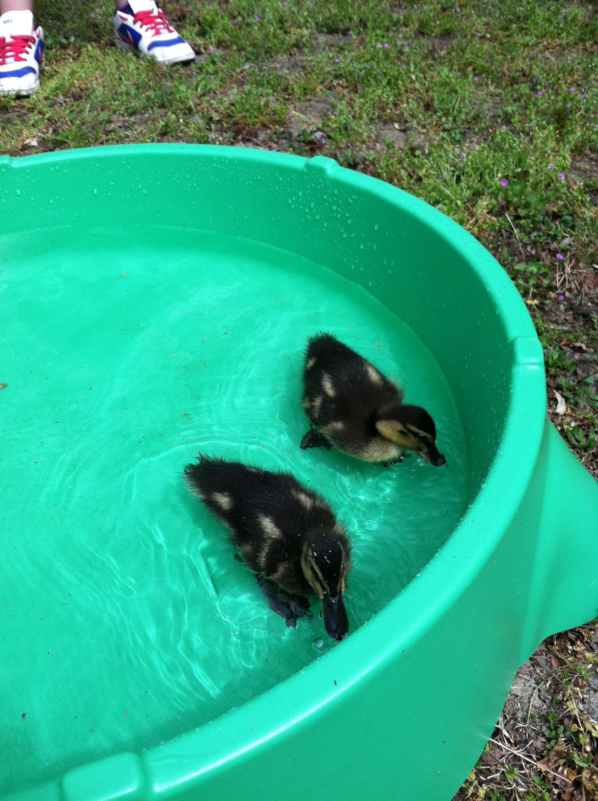 First time swimming!!
(4/19/2013)