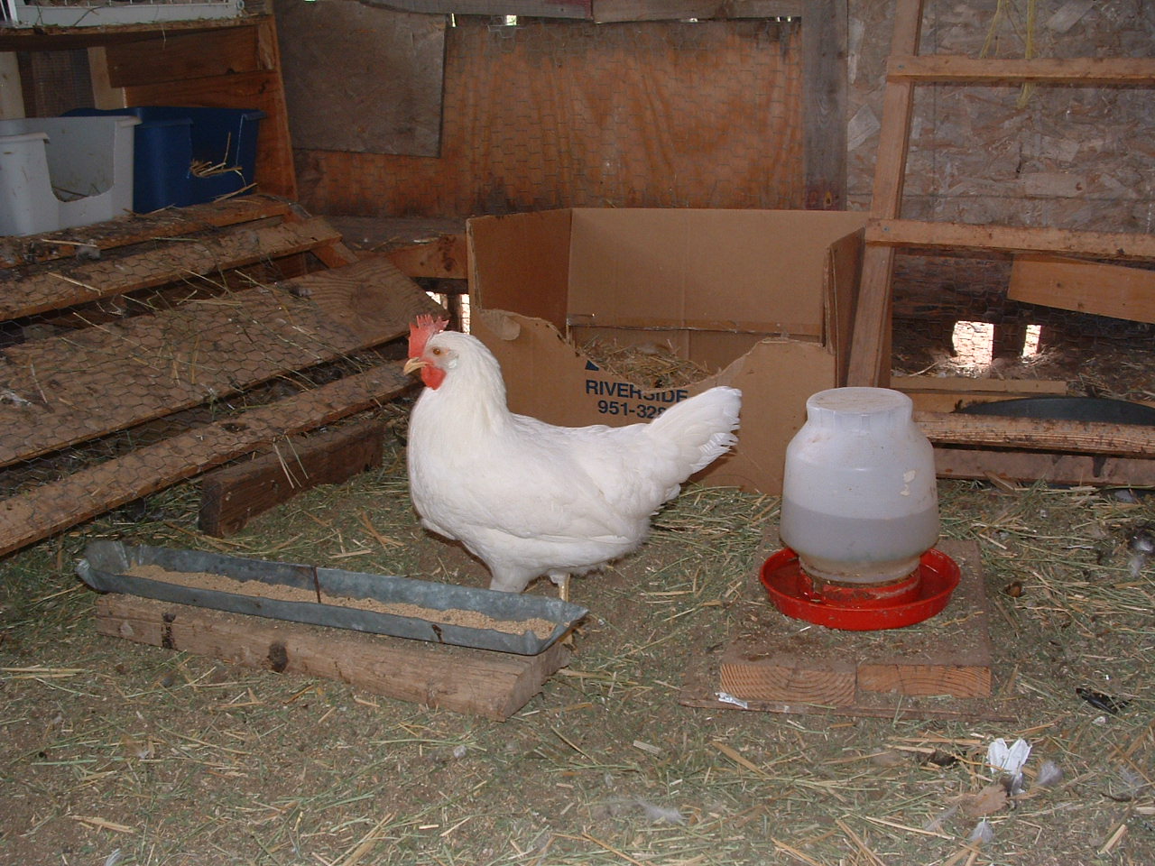 first to lay the first egg.