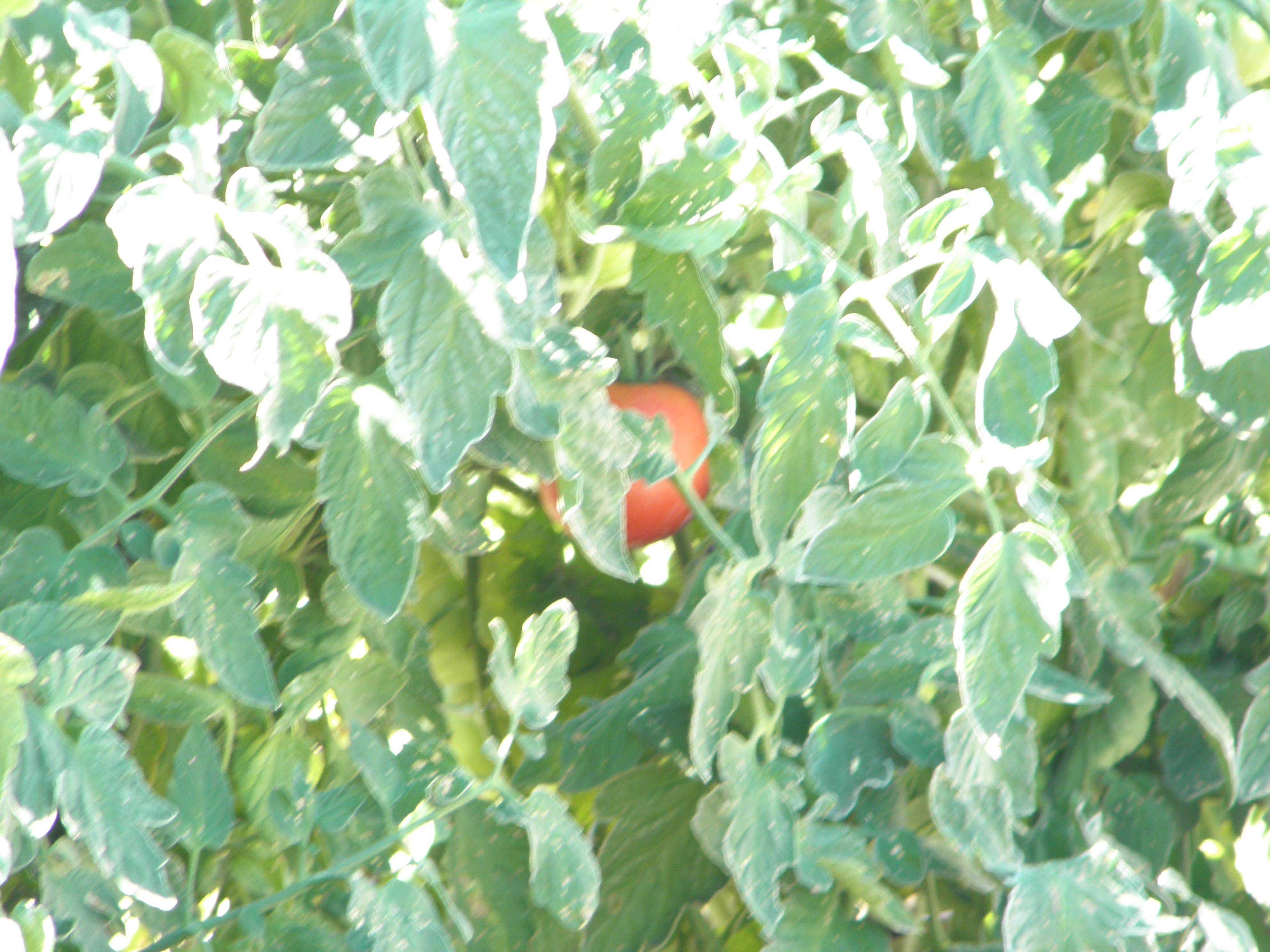 first tomato of 2012