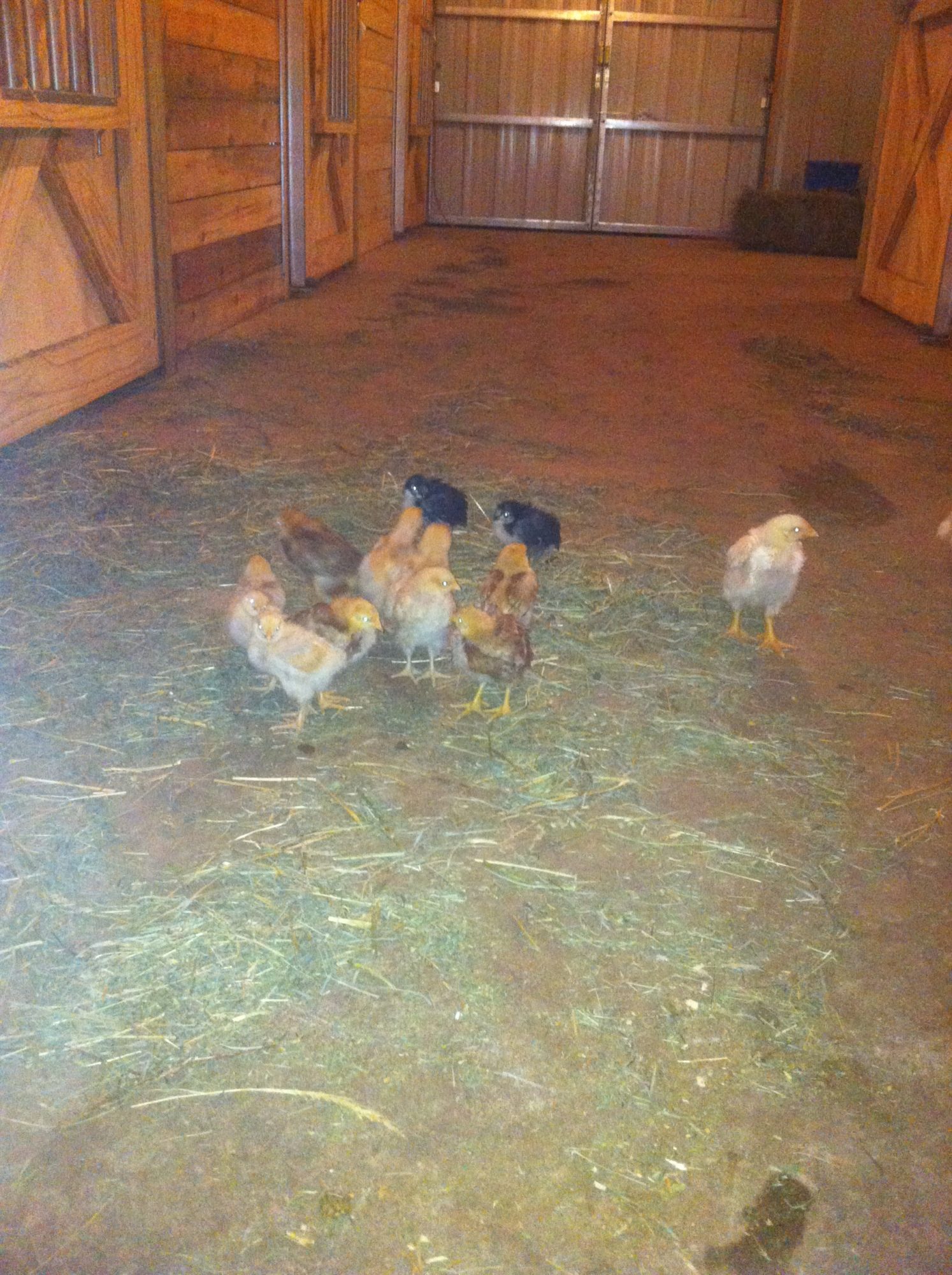 First trip into the barn at 3 weeks old...  Playtime!!!