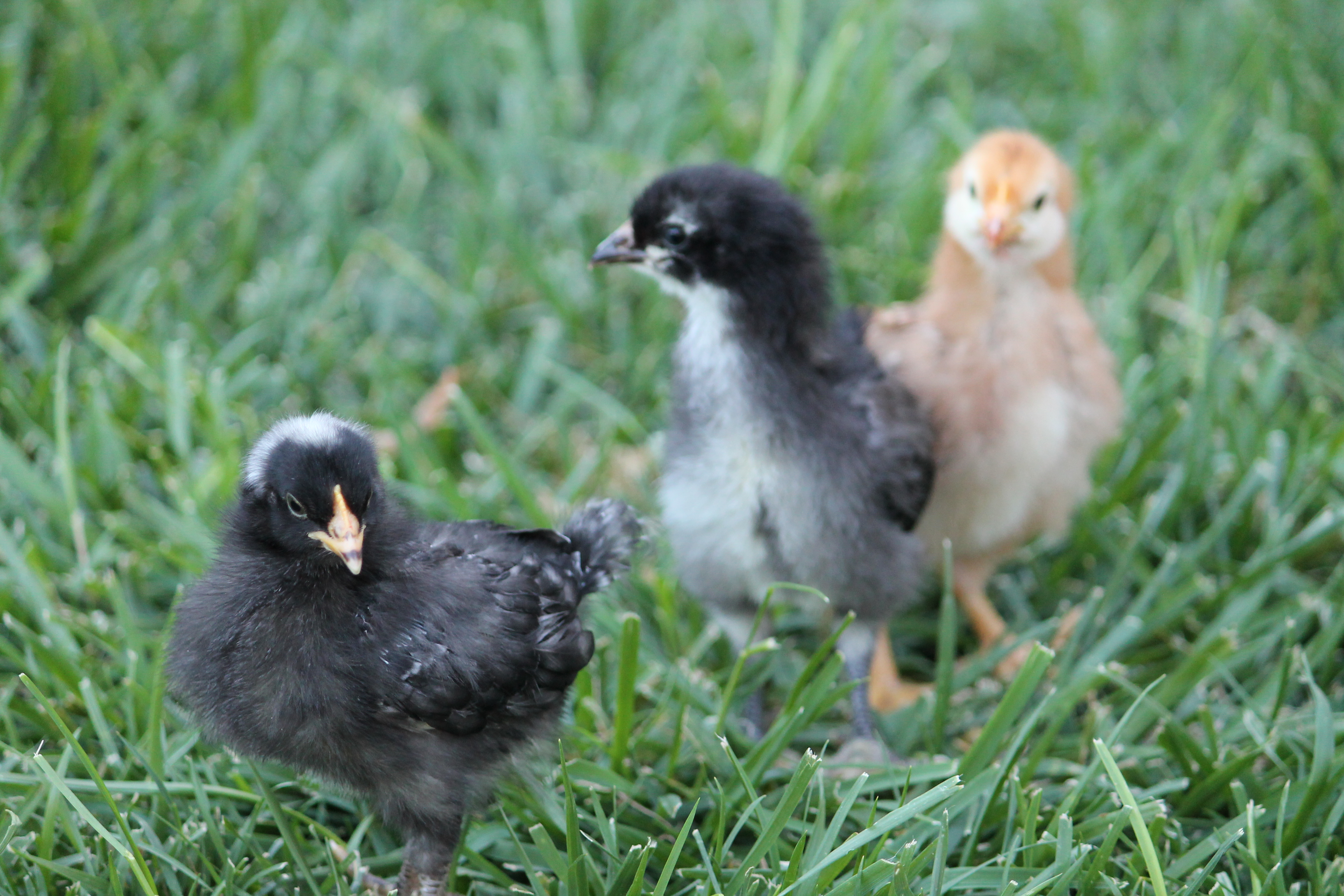 First trip outside - Dottie, Trudy and Betsy