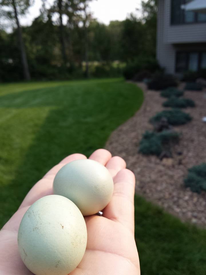 First two eggs from 2015 ladies
