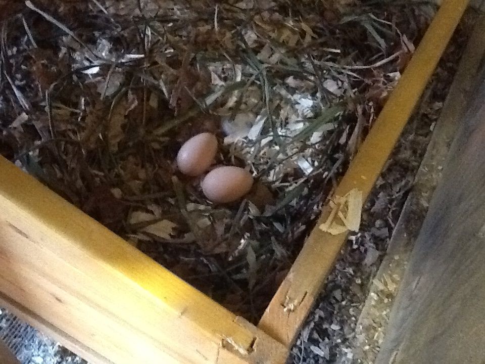 First two eggs. Not sure who gifted me!