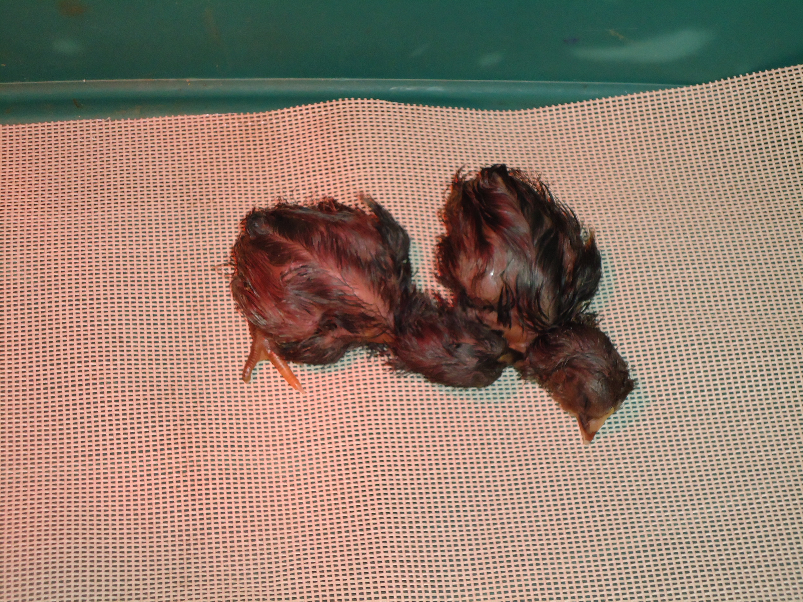 first two hatched