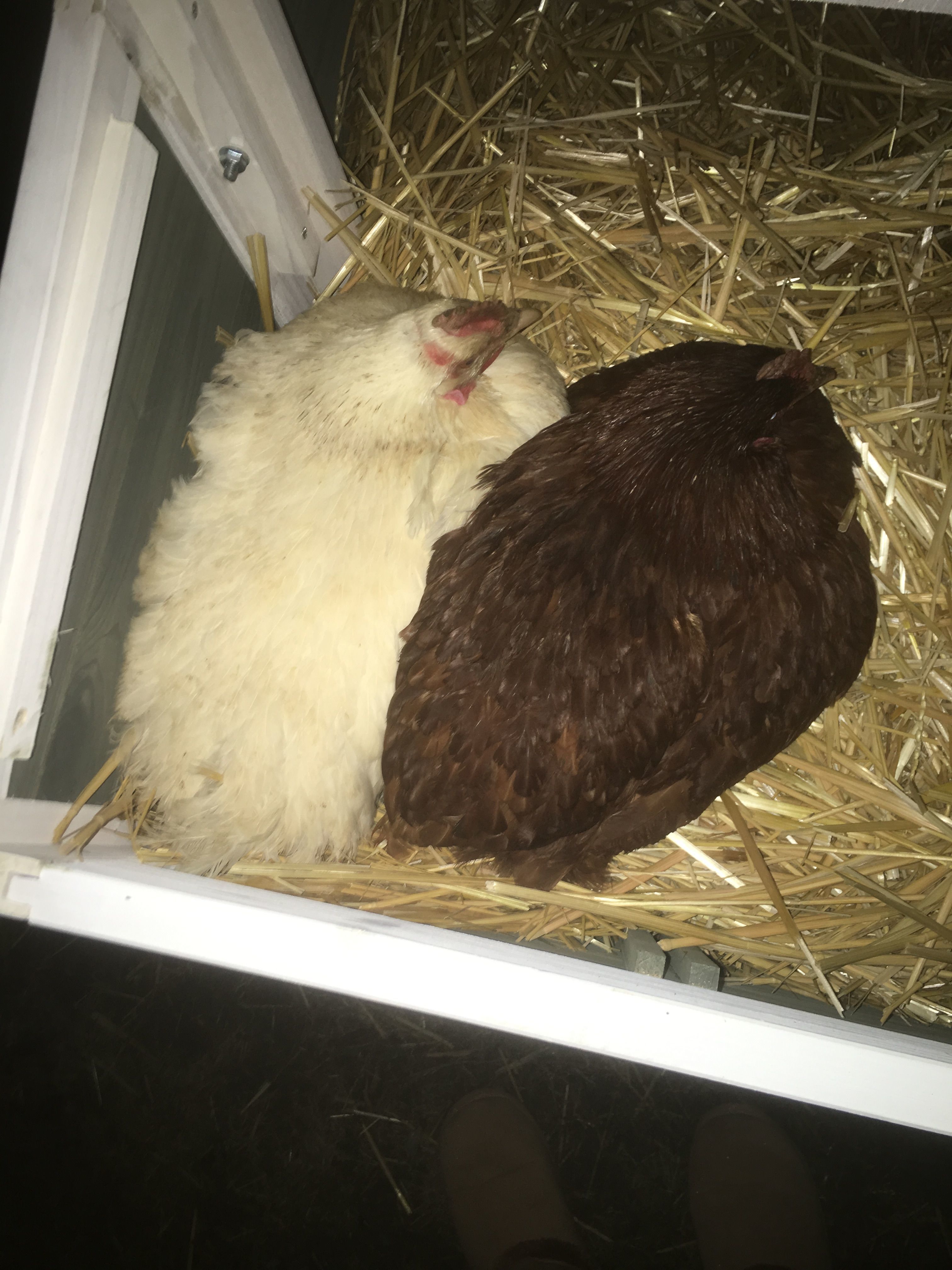 First two more to come