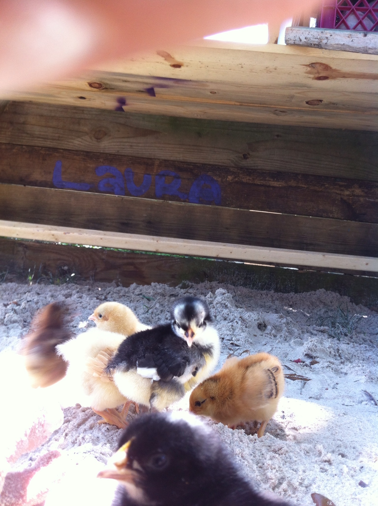 First visit outside to the forever home