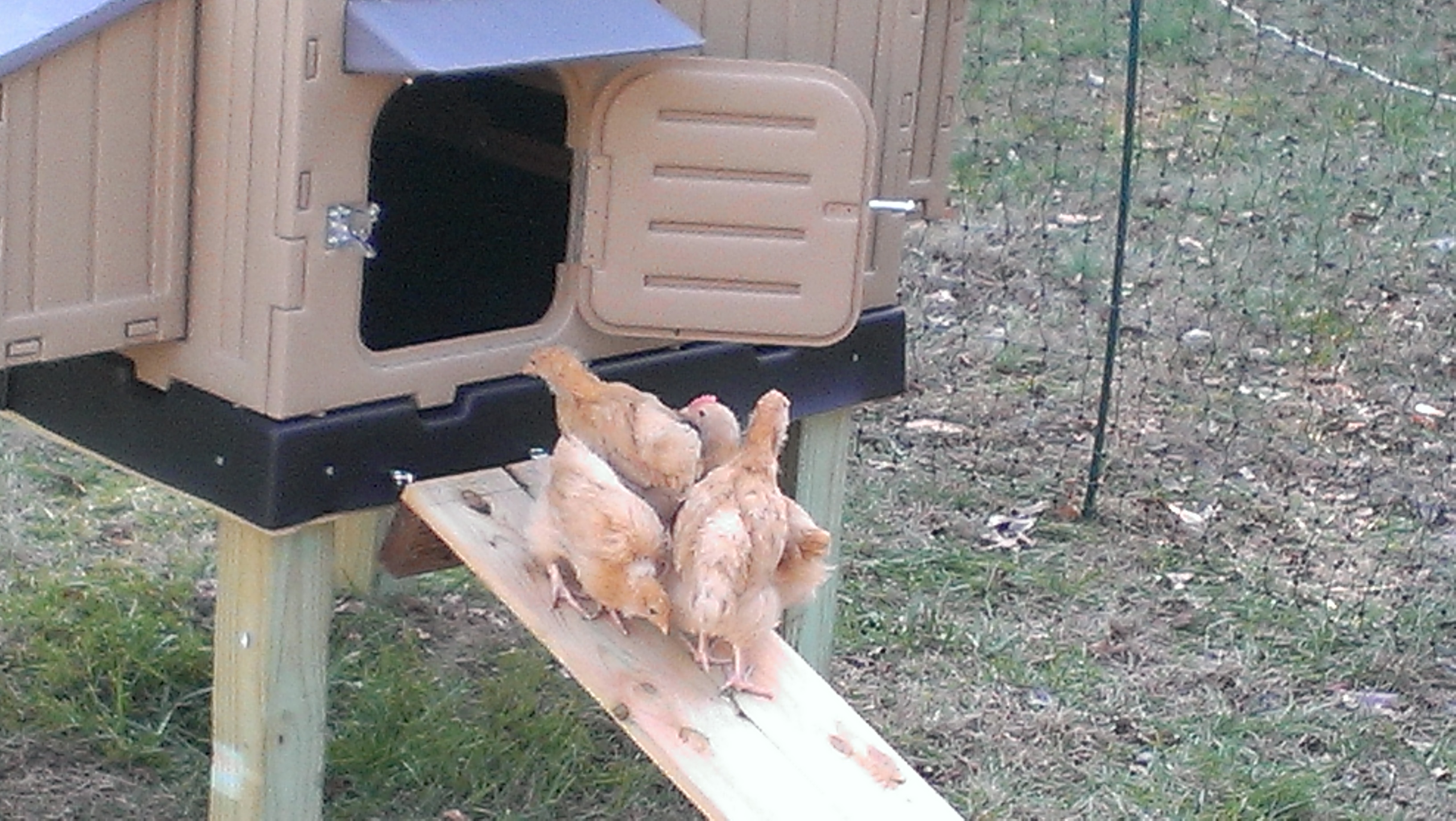 First visit to the coop before it was finished.
