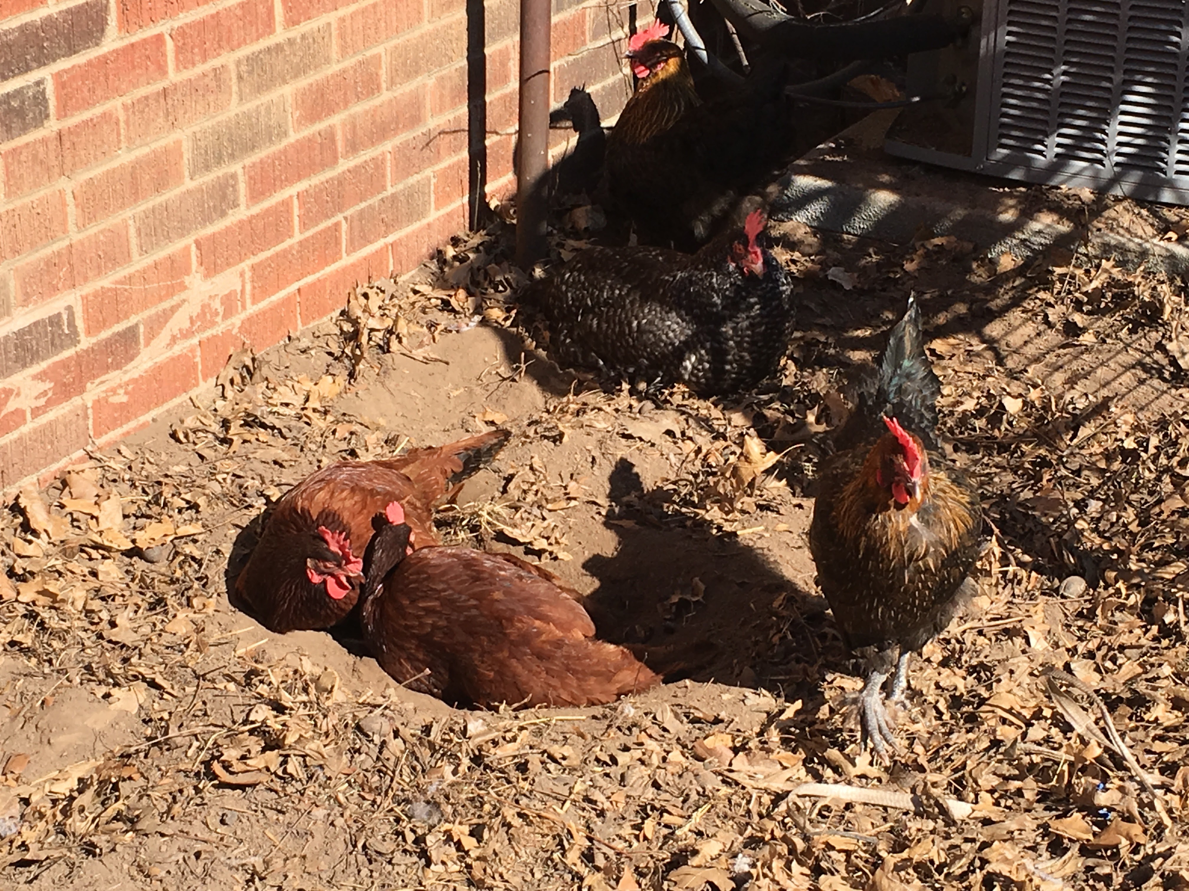 First warm, almost Spring, day - time for a dirt bath. Rebecca is the big, black, speckled, grumpy looking one. I don't know what breed she is.