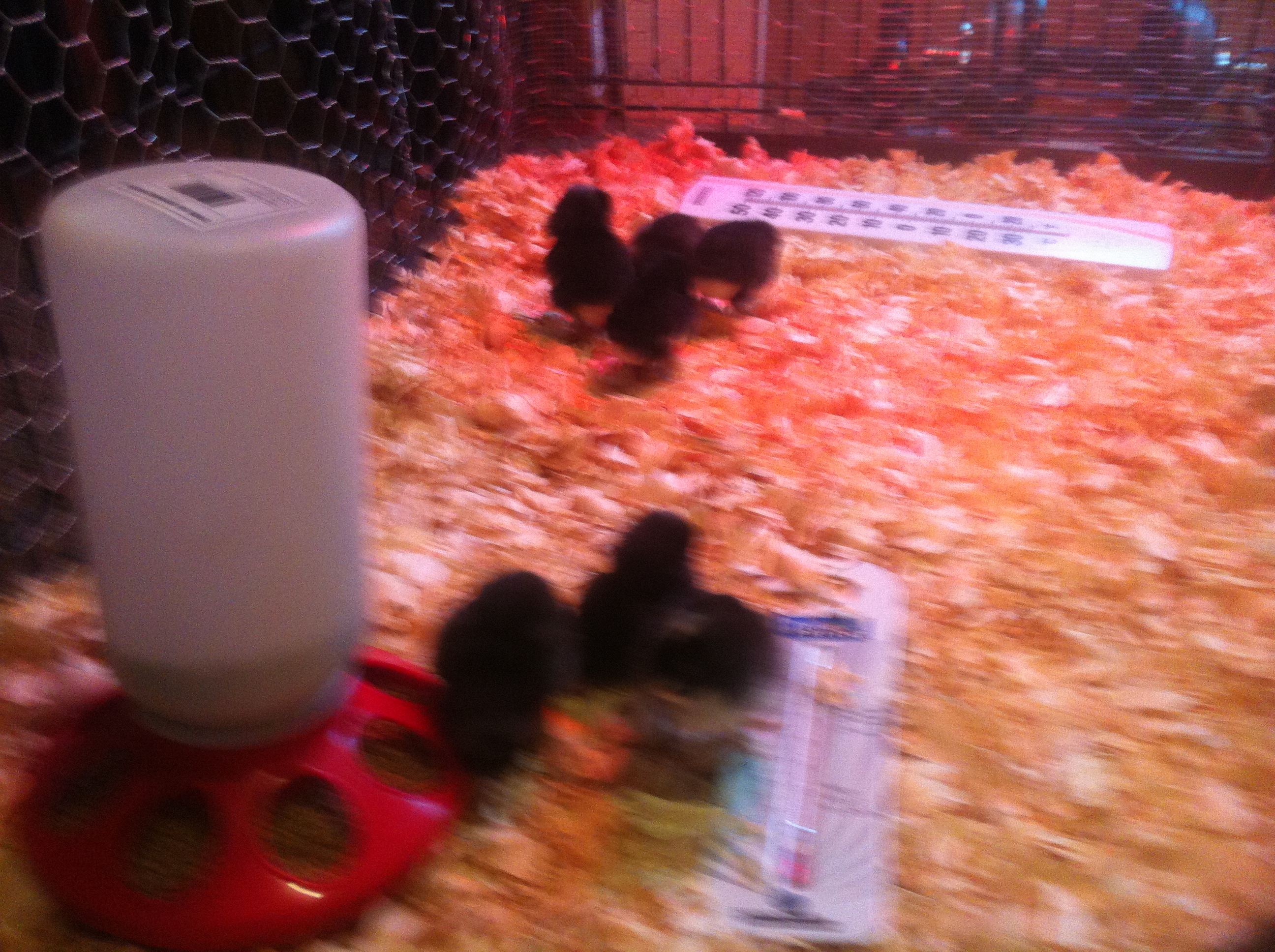 First week.  Chicks in the brooder.