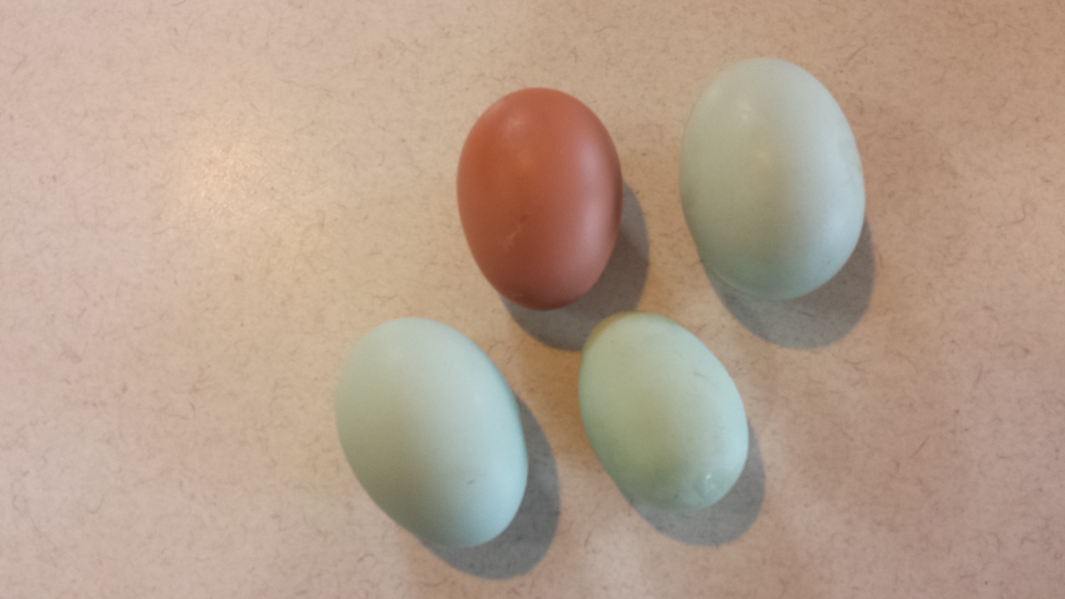 First week of eggs.
The brown one is from the Gold Comet.