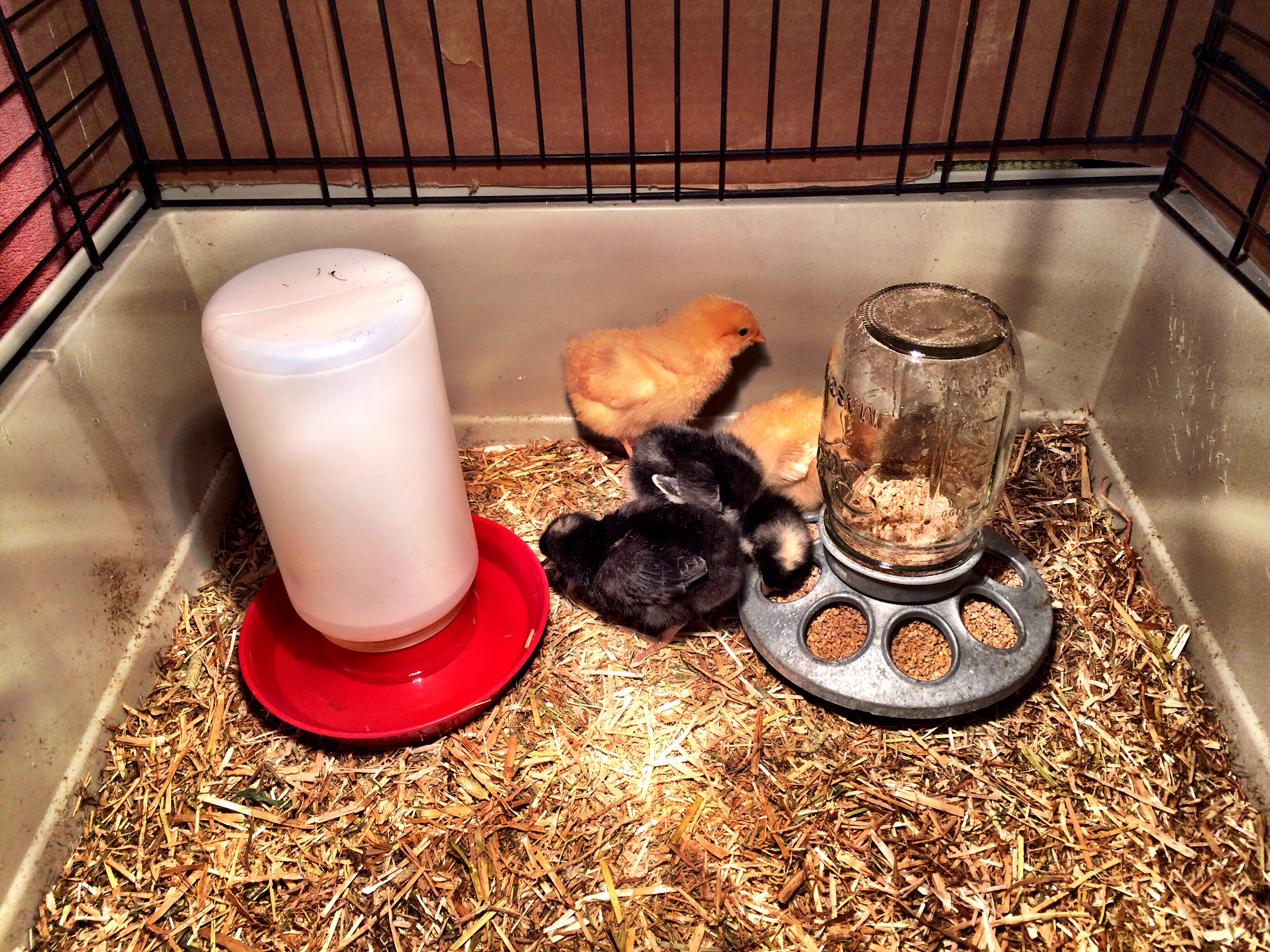 First week with the chicks.
