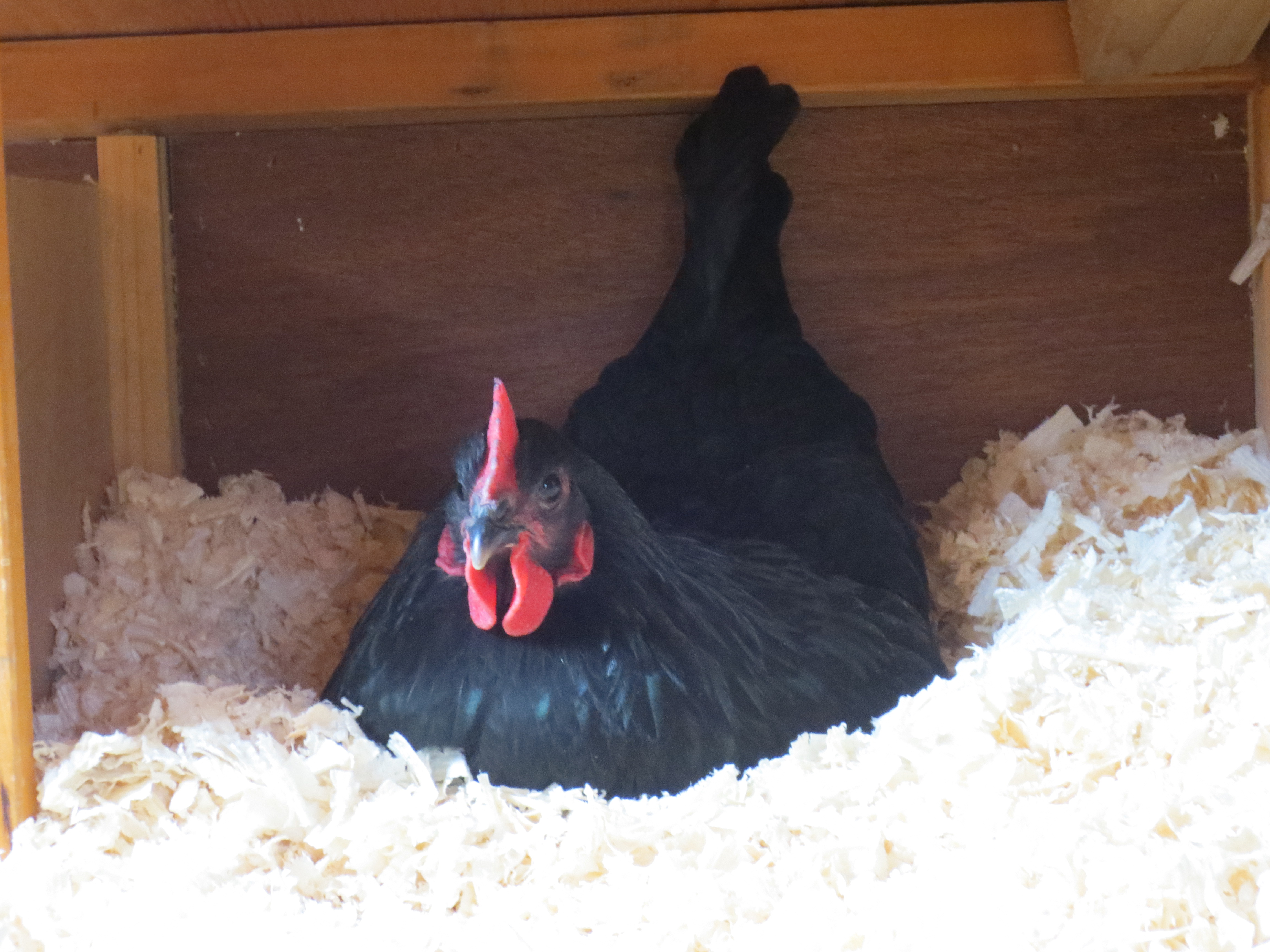 First witness of Peppa in the nest box. :-)