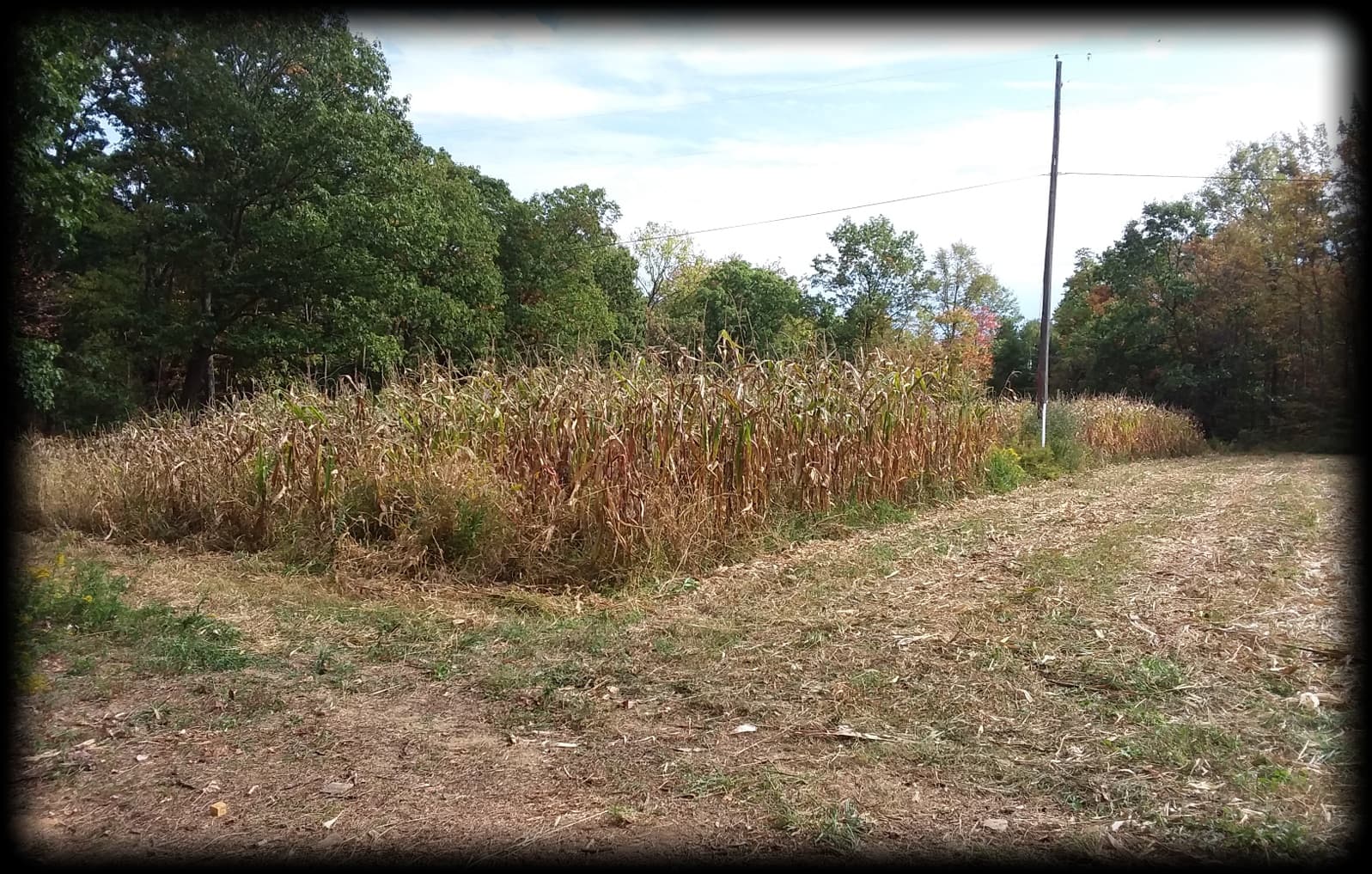 First year growing field corn