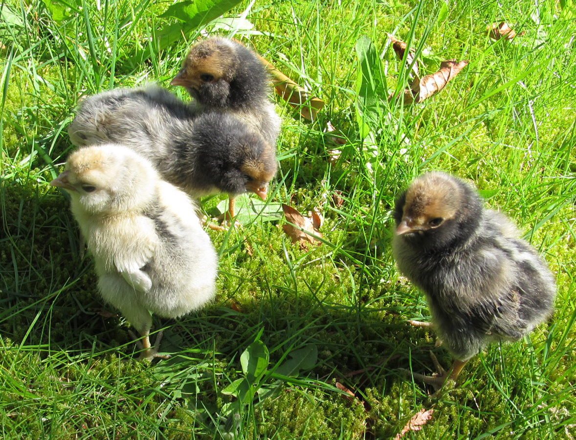 Five days old - we went outside for a few minutes. They had no idea what to do and stood very still for the pics =)