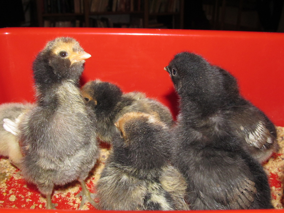 Five days old.