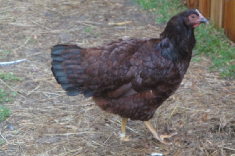Five month old pullet