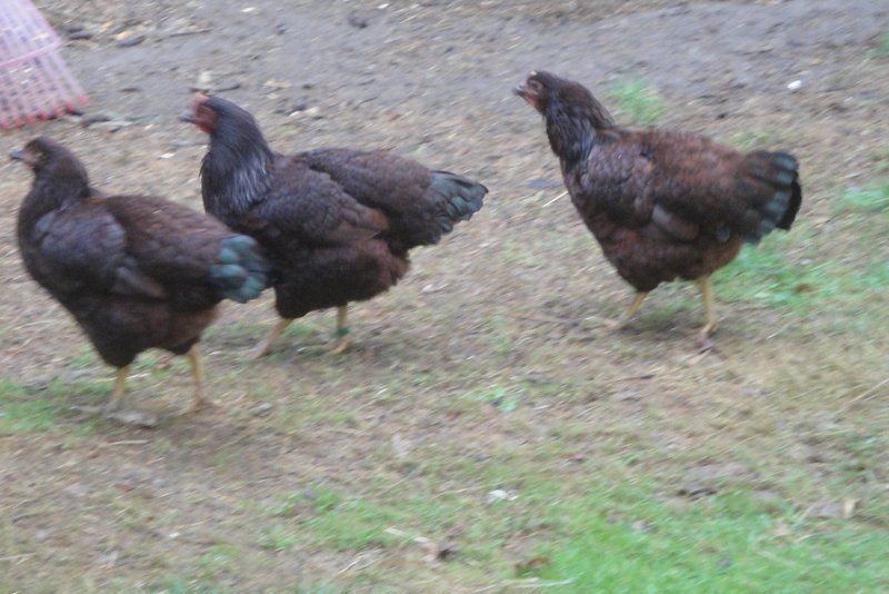 Five month old pullets. August 2013