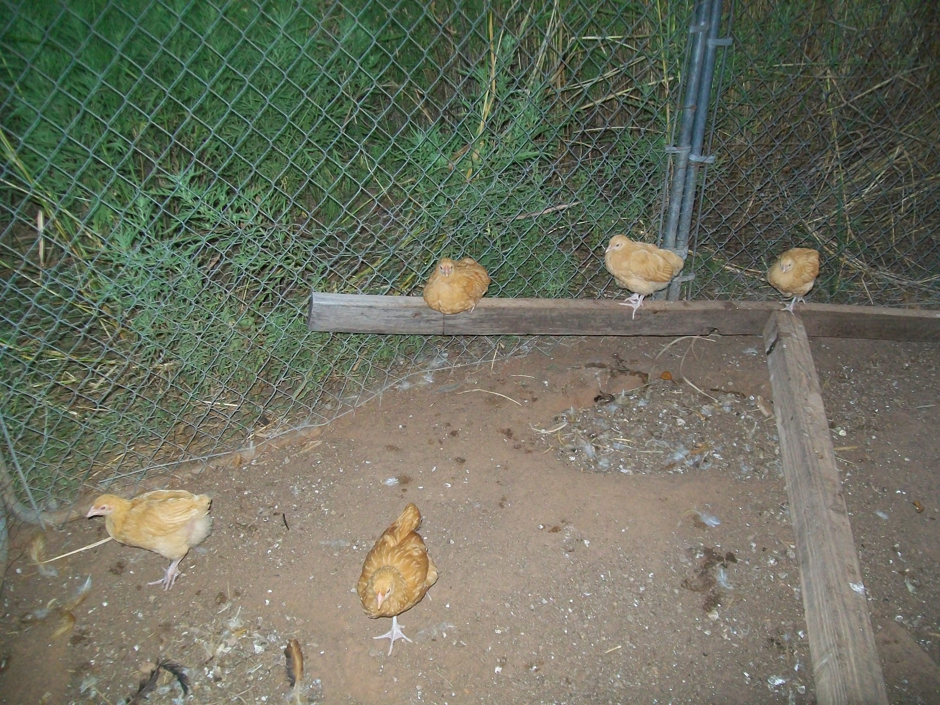 Five more pullets