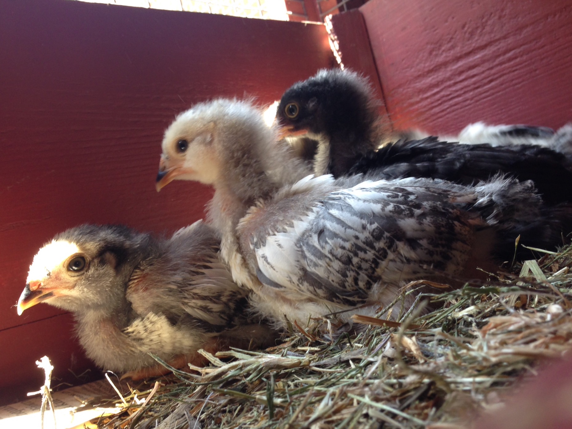 Five new chicks! They were incubated in the Kindergarten classroom, and needed a home at the end of the school year in early June 2015.