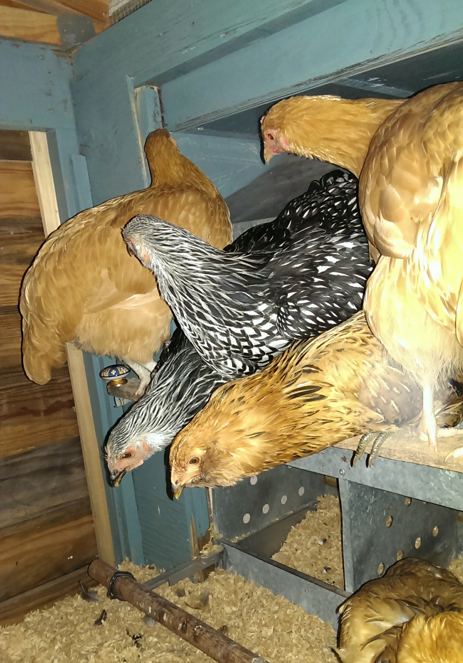 Five of them squeeze on the top bar while poor Edwina has to sleep on the bottom bar all on her lonesome