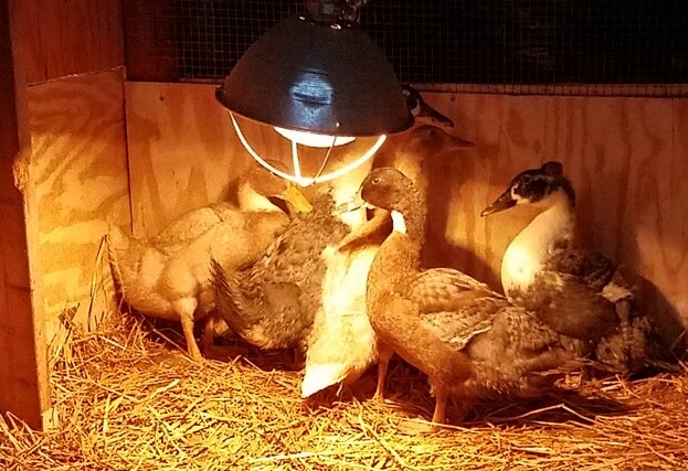 Five skiddish ducknagers