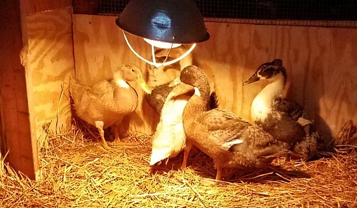 Five skiddish ducknagers