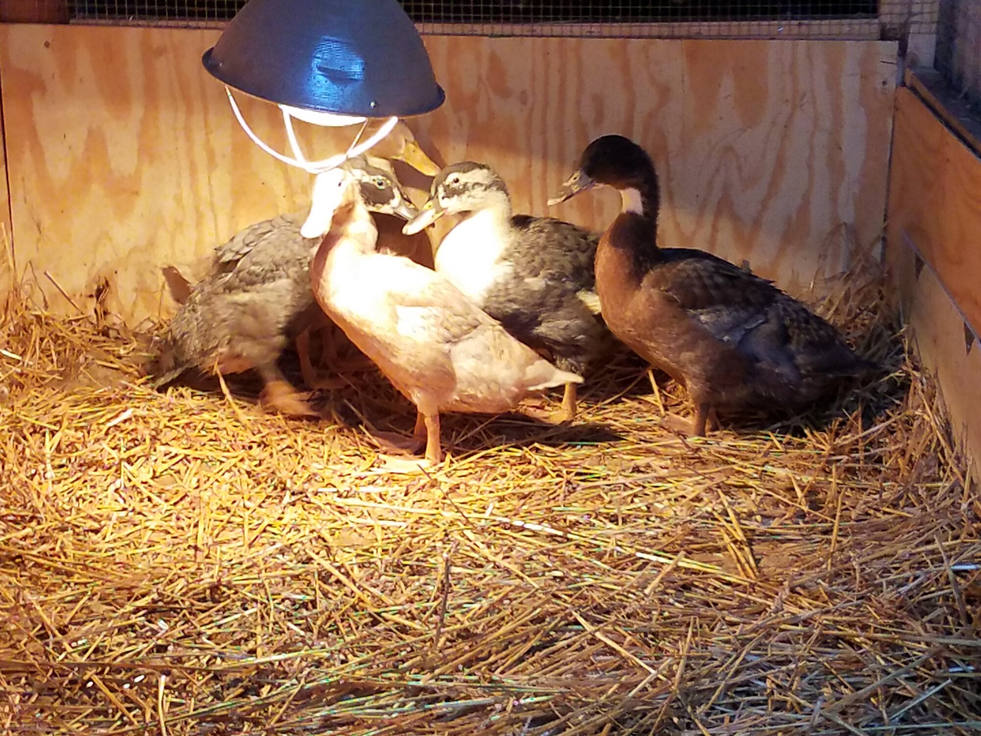 Five skiddish ducknagers