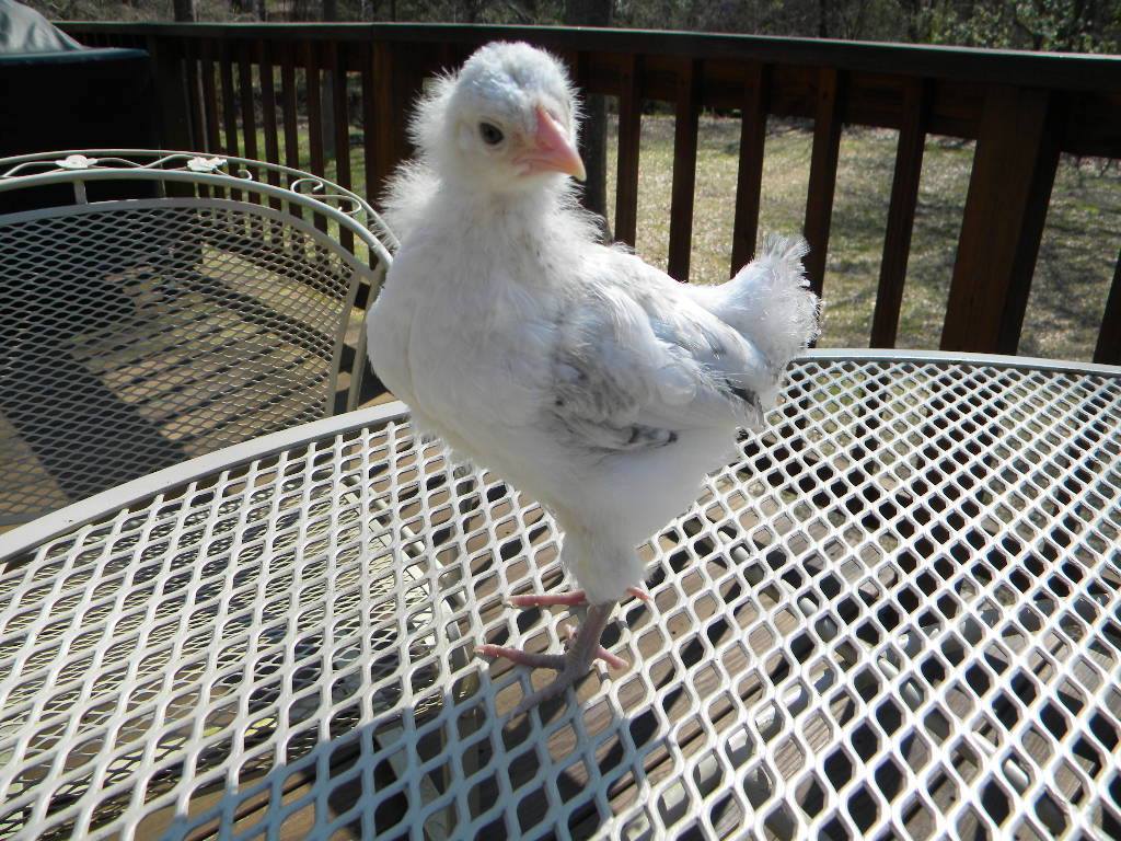 Five weeks old.