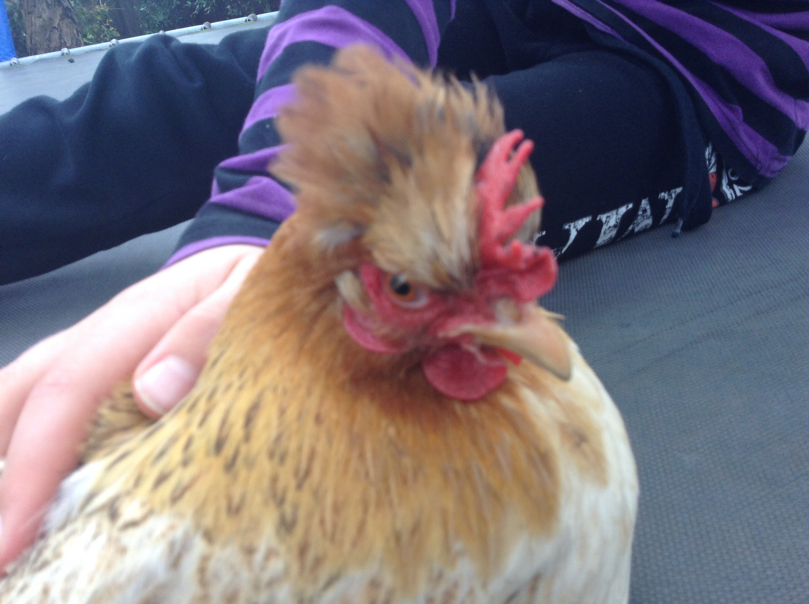 fizzbit looking rather annoyed!