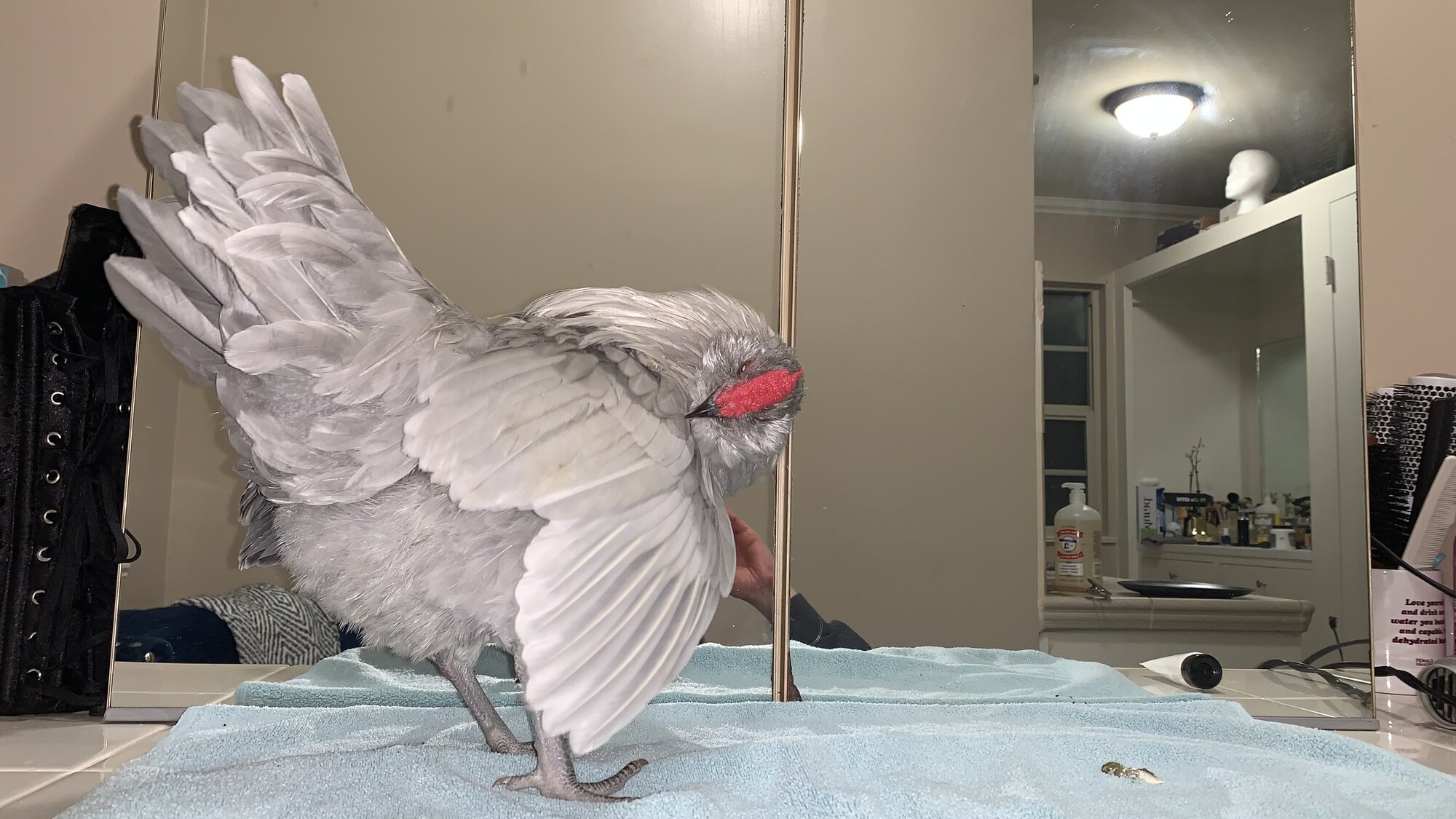 Flüfen means “wings!”