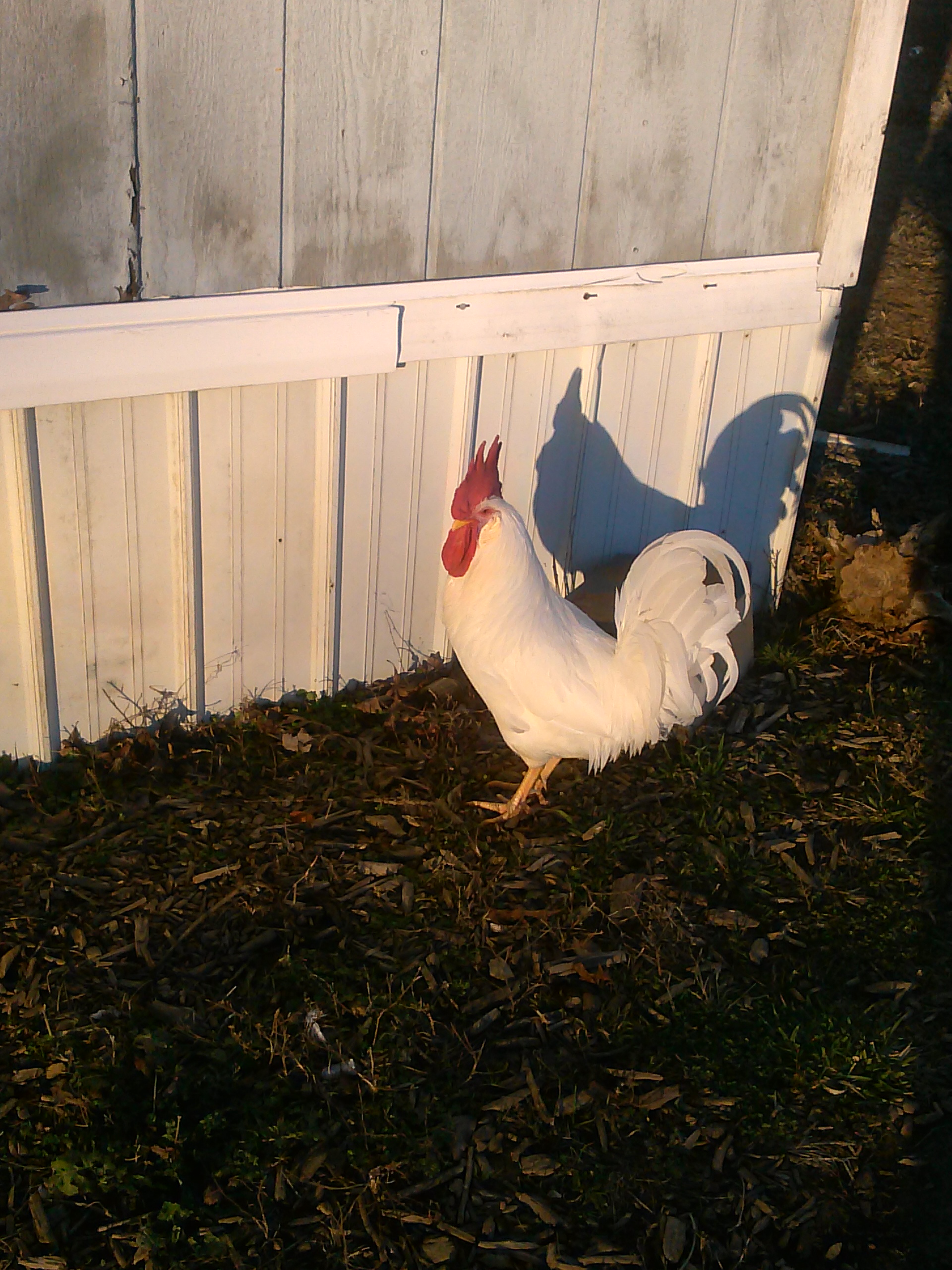 FL and his shadow.