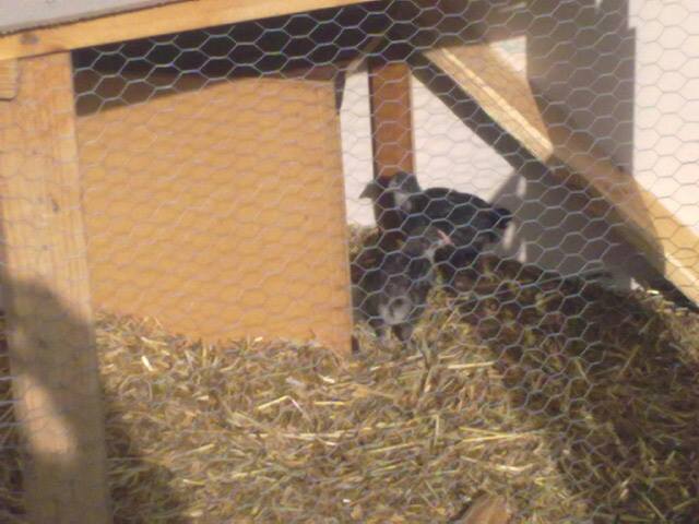 *
Flame and Ashes 
Flame is the grey one, Ashes is the Black one