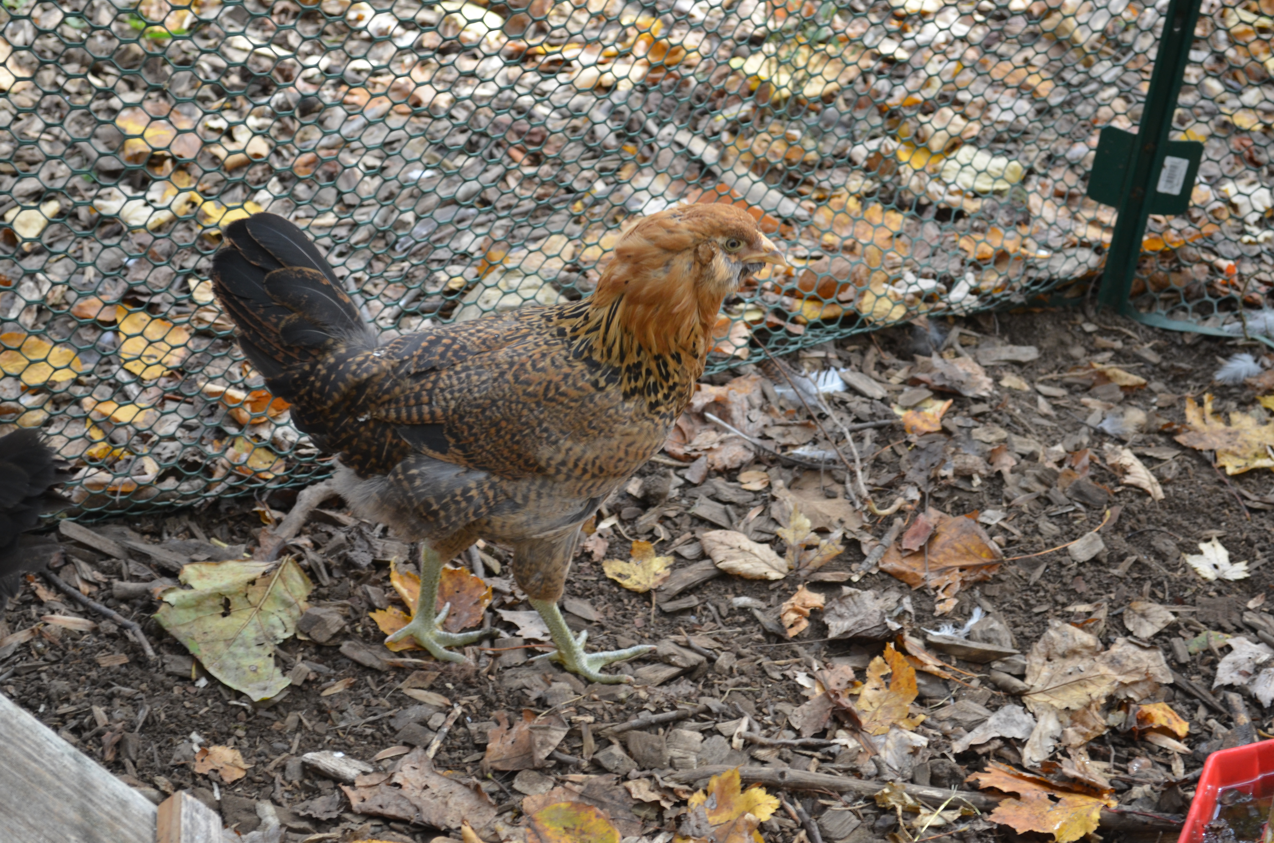 Flame - Easter Egger (9 weeks)