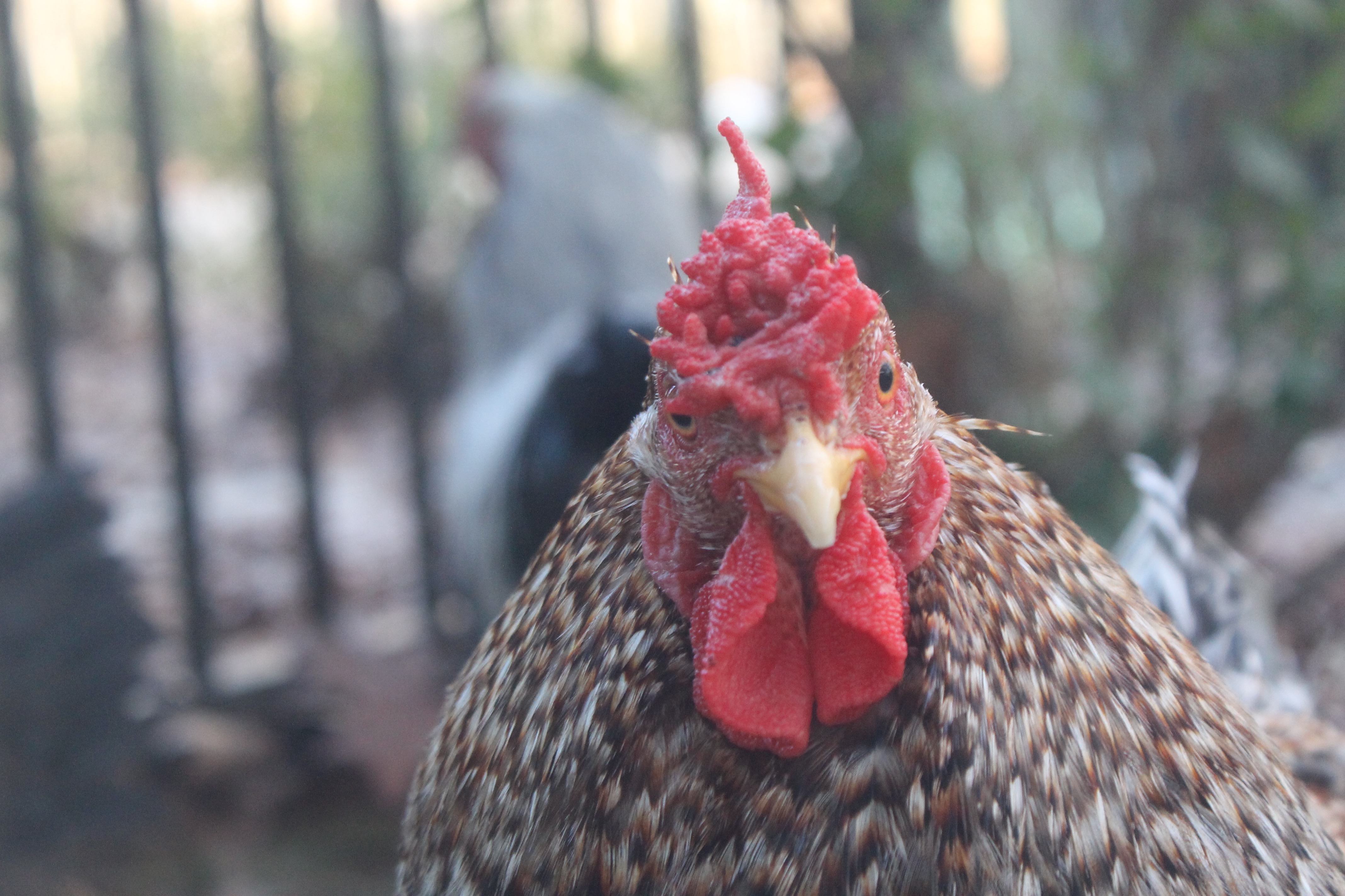 Flame...One of my sweetest roosters. He sadly died in a dog accident years ago...Miss him. ❤ He looks so confused in this photo!