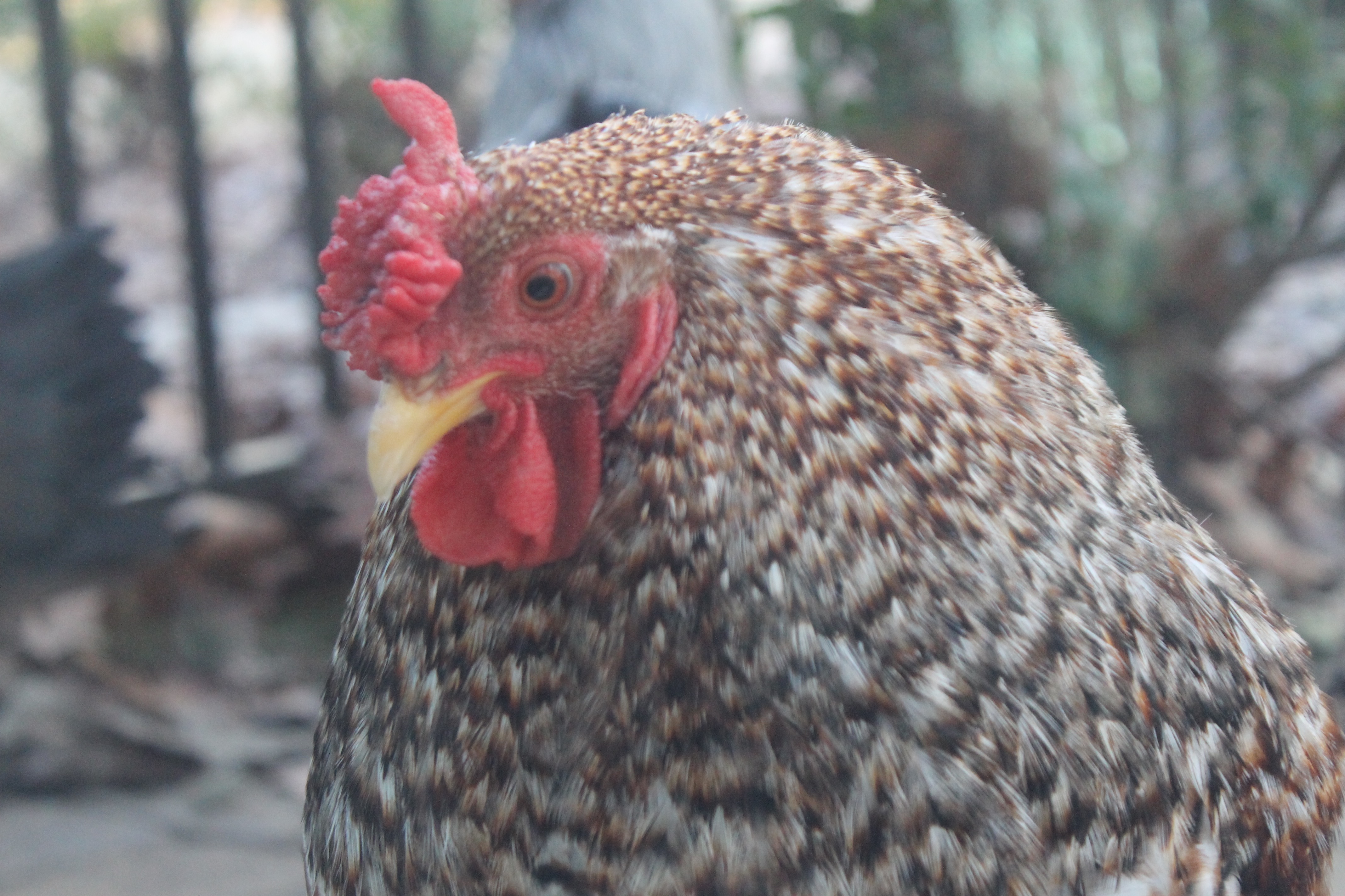 Flame...One of my sweetest roosters. He sadly died in a dog accident years ago...Miss him. ❤