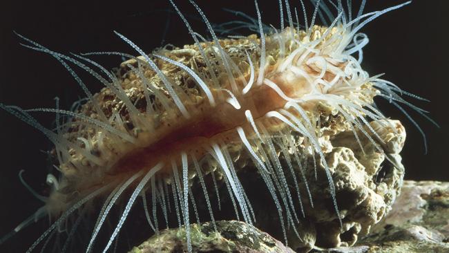 flame scallop
