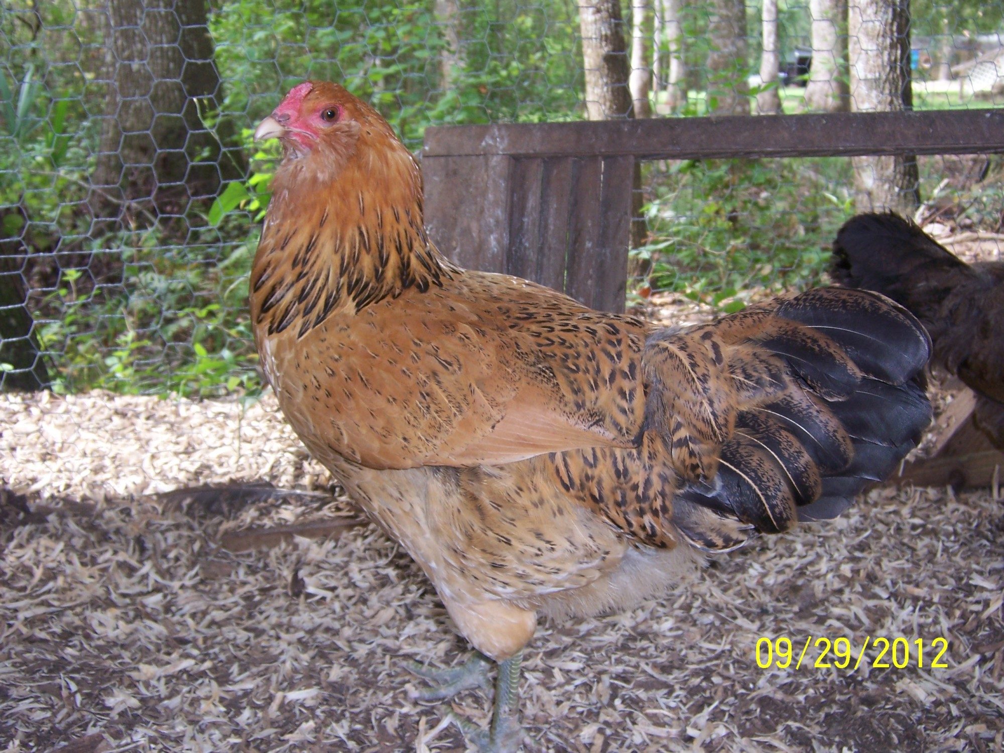 Flapper - Americauna