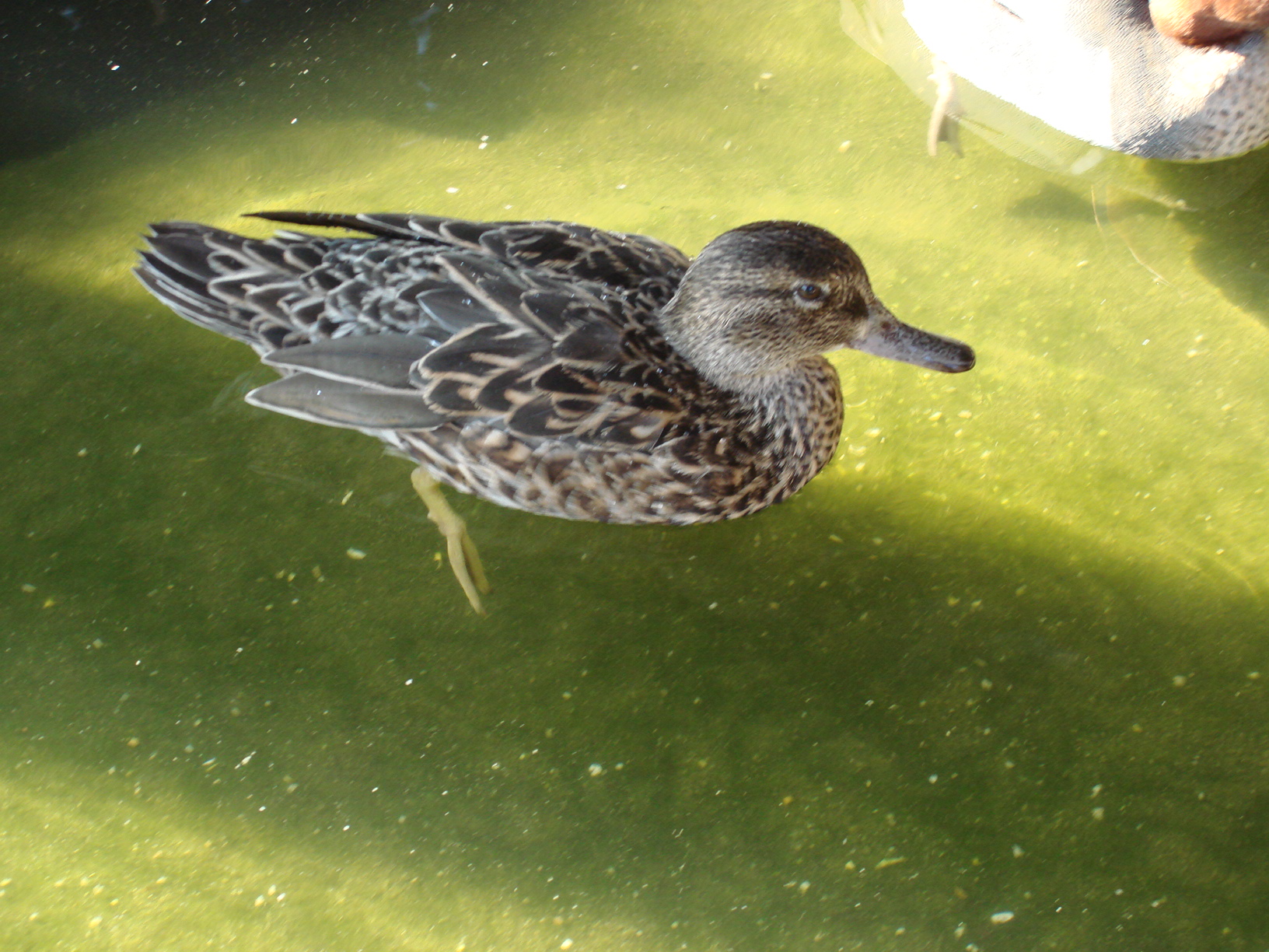 Flappers, our female Green-winged Teal, rescued in 2011.