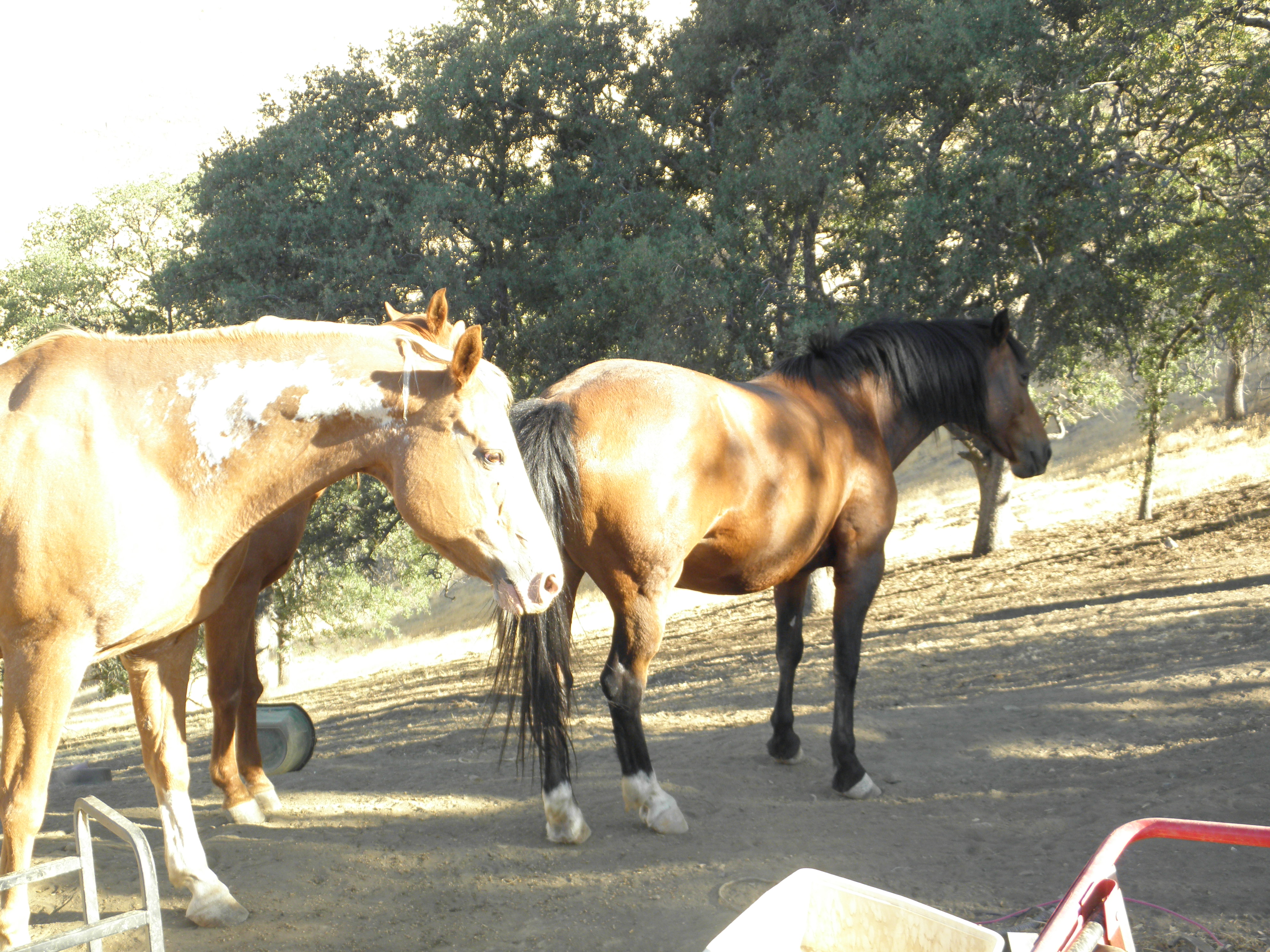 flash and maggie