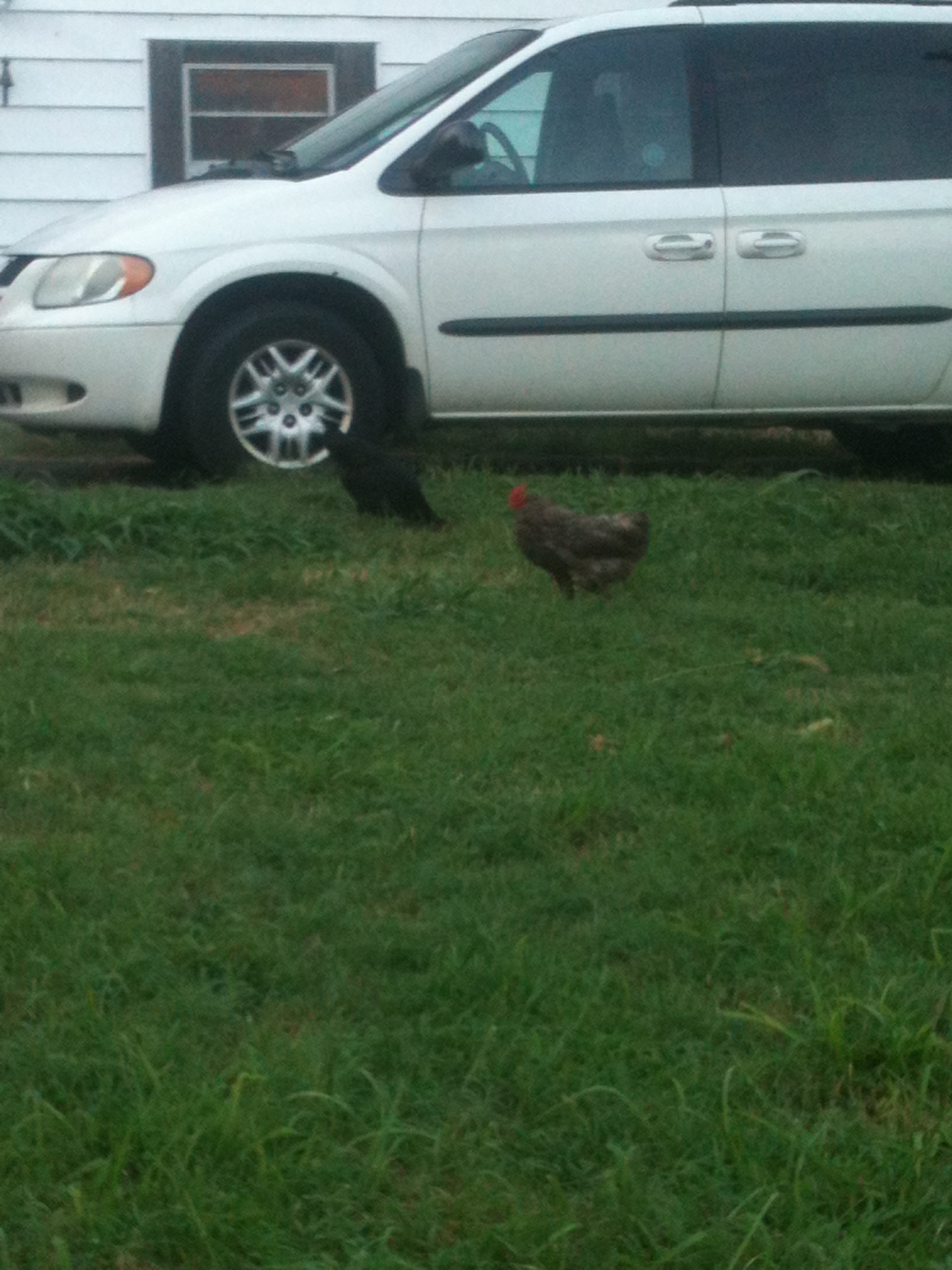 Flash (black) and Fatty (brown). I didn't name them.