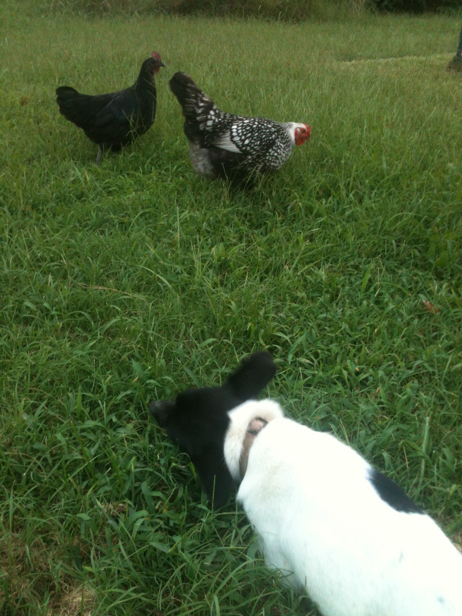 Flash (black) and Mystery (black and white) with Polka Dot, who wasn't feeling well, or she'd probably have been chasing them. We don't normally let them all out at the same time for that reason.