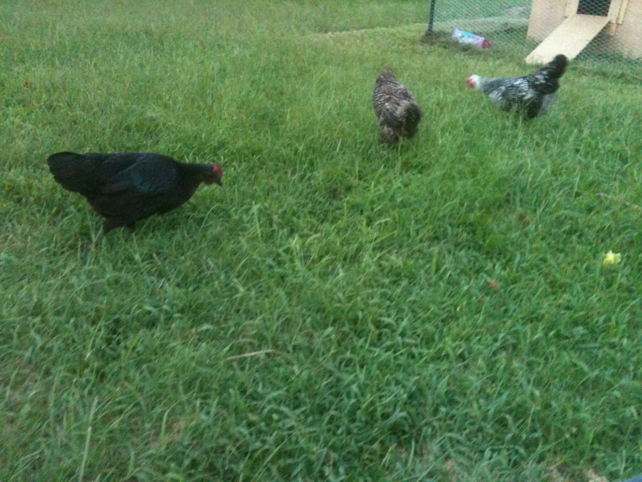 Flash, Fatty, and Mystery