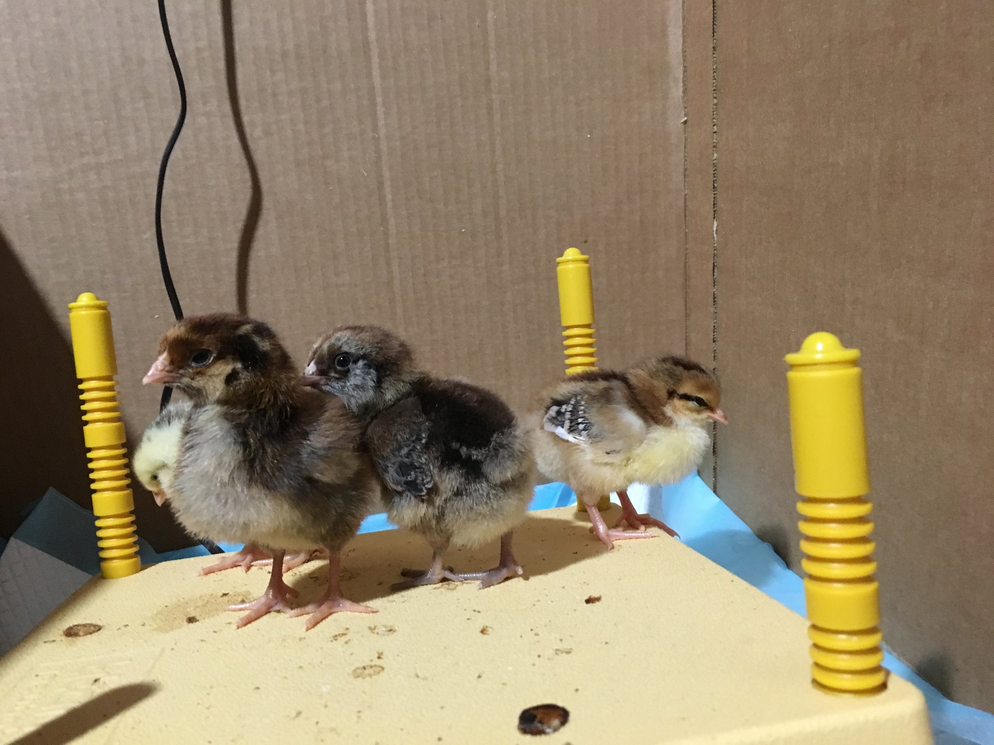 Flash, Puff, and Dotty