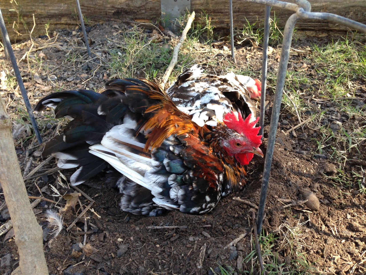 Fleck & Emmie dustbathing in the remains of one of my garden beds that I didn't fence in and thus allowed my birds to DESTROY lol!