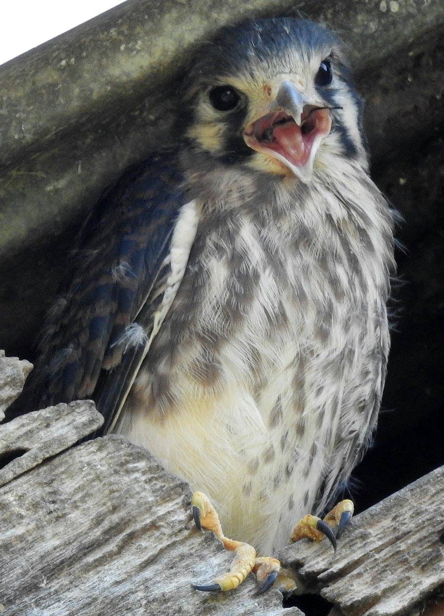 Fledgling Kestrel-'Junior'